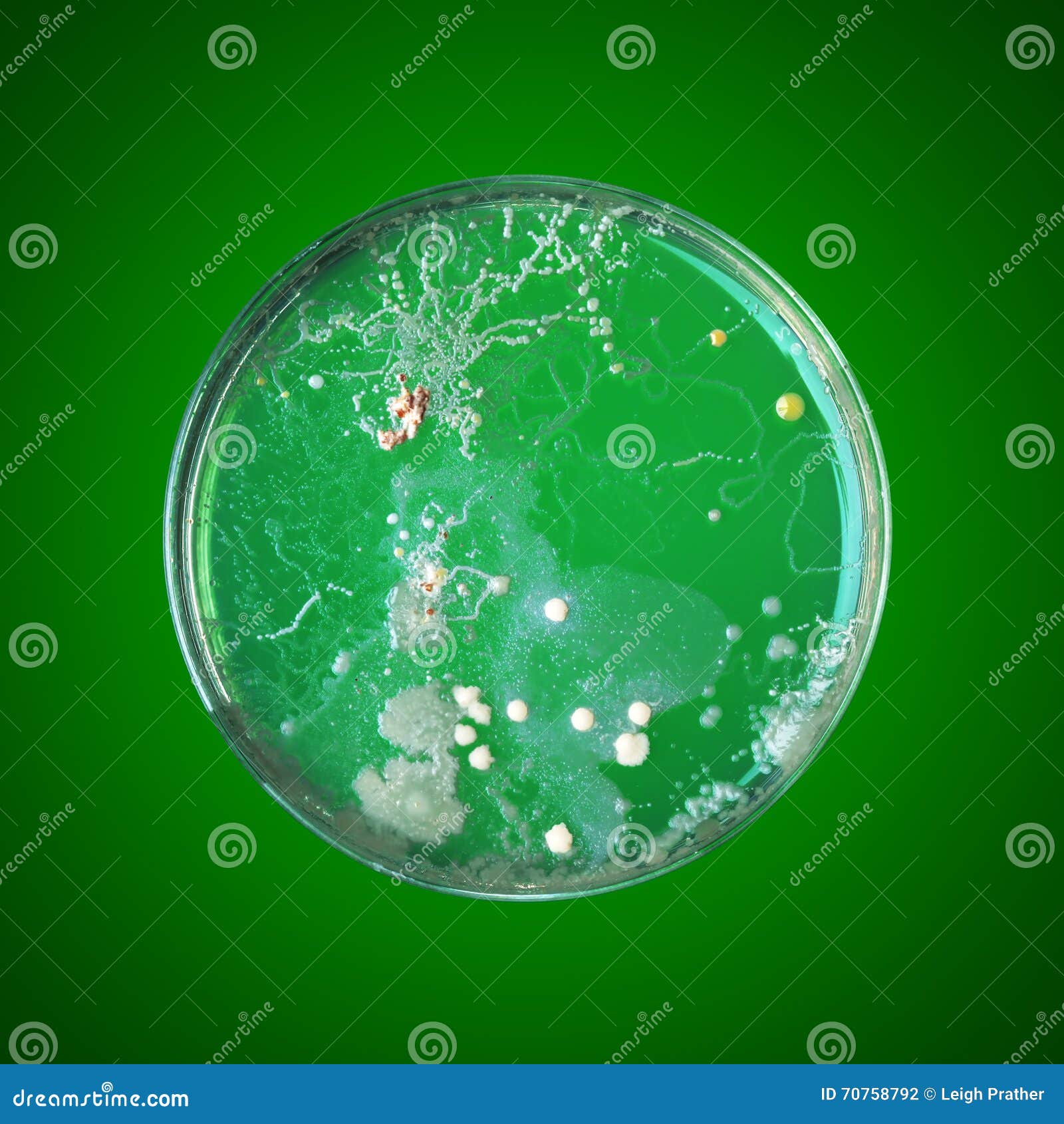 Bacteria In A Petri Dish Stock Photo - Image: 70758792