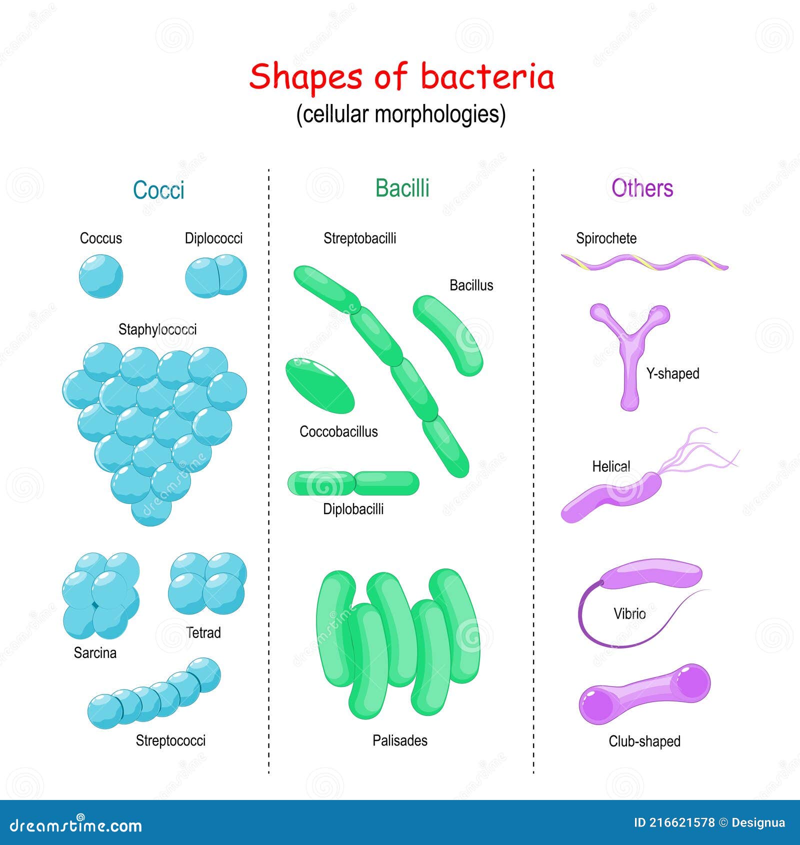 bacteria shapes and sizes