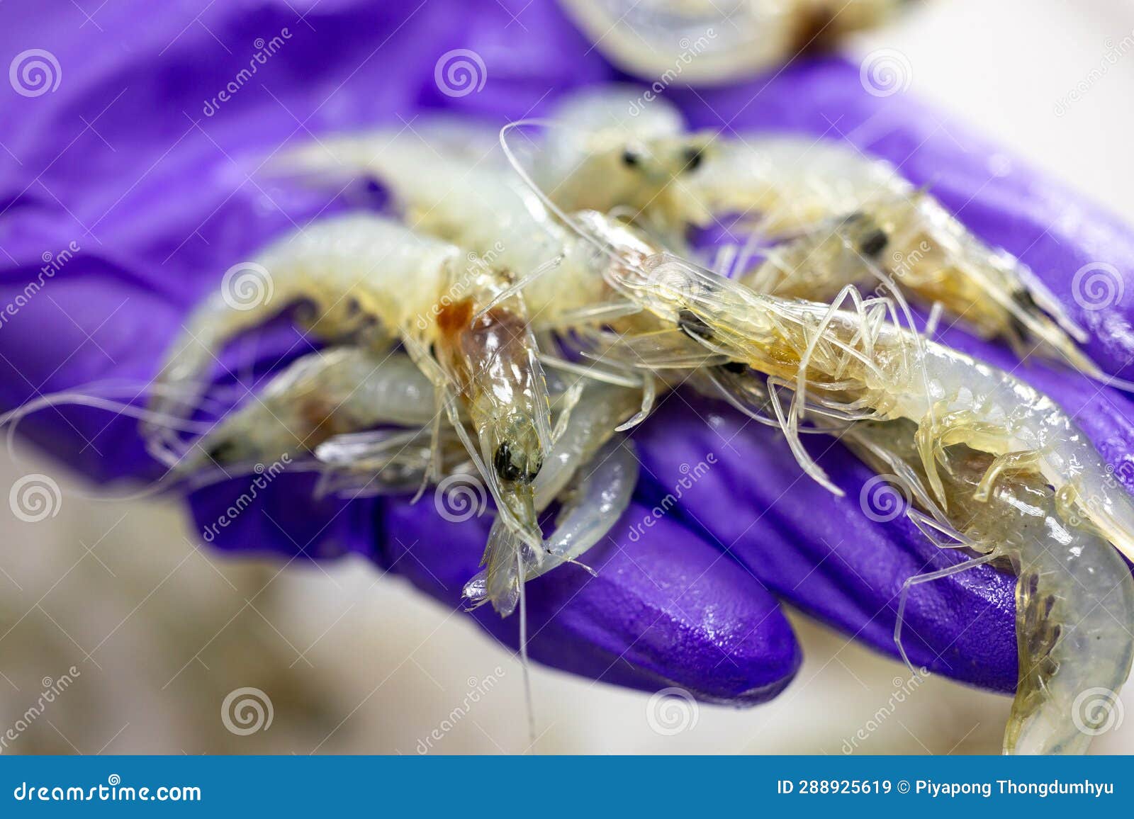 Bacteria in Shrimp in the Laboratory. Stock Image Image of chemistry