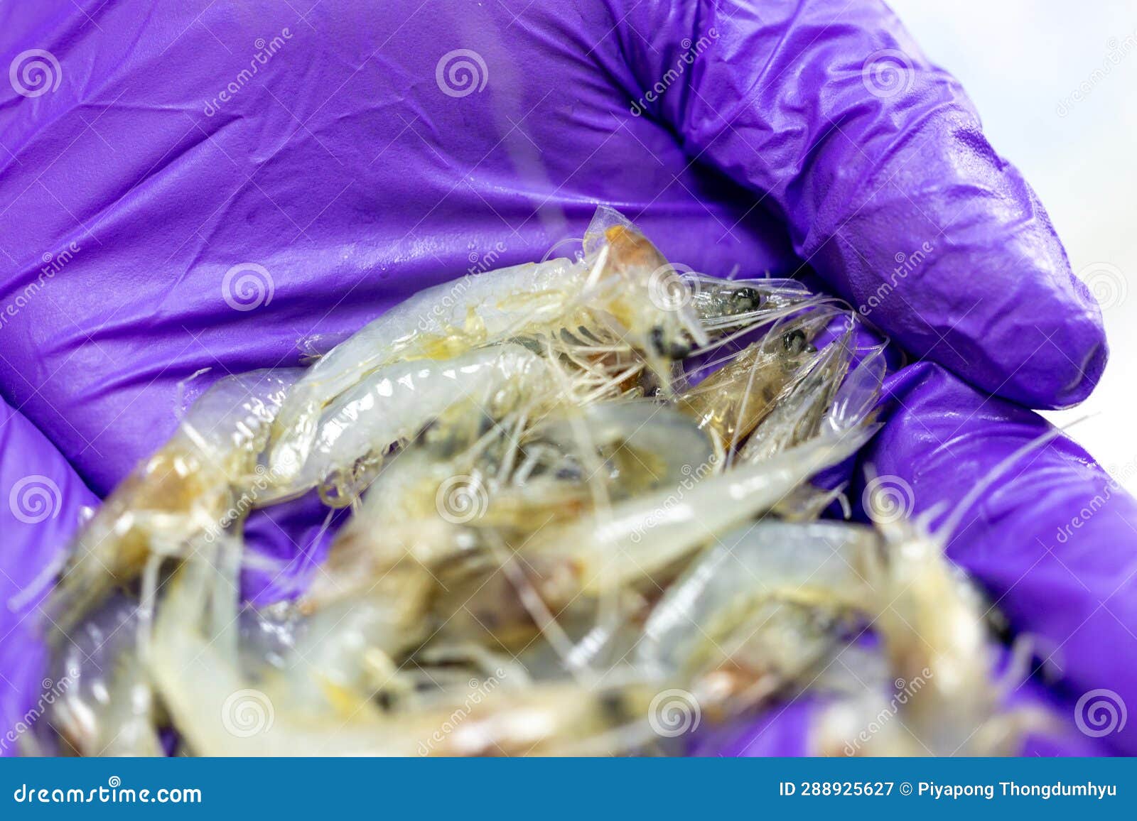 Bacteria in Shrimp in the Laboratory. Stock Image Image of farm, cell