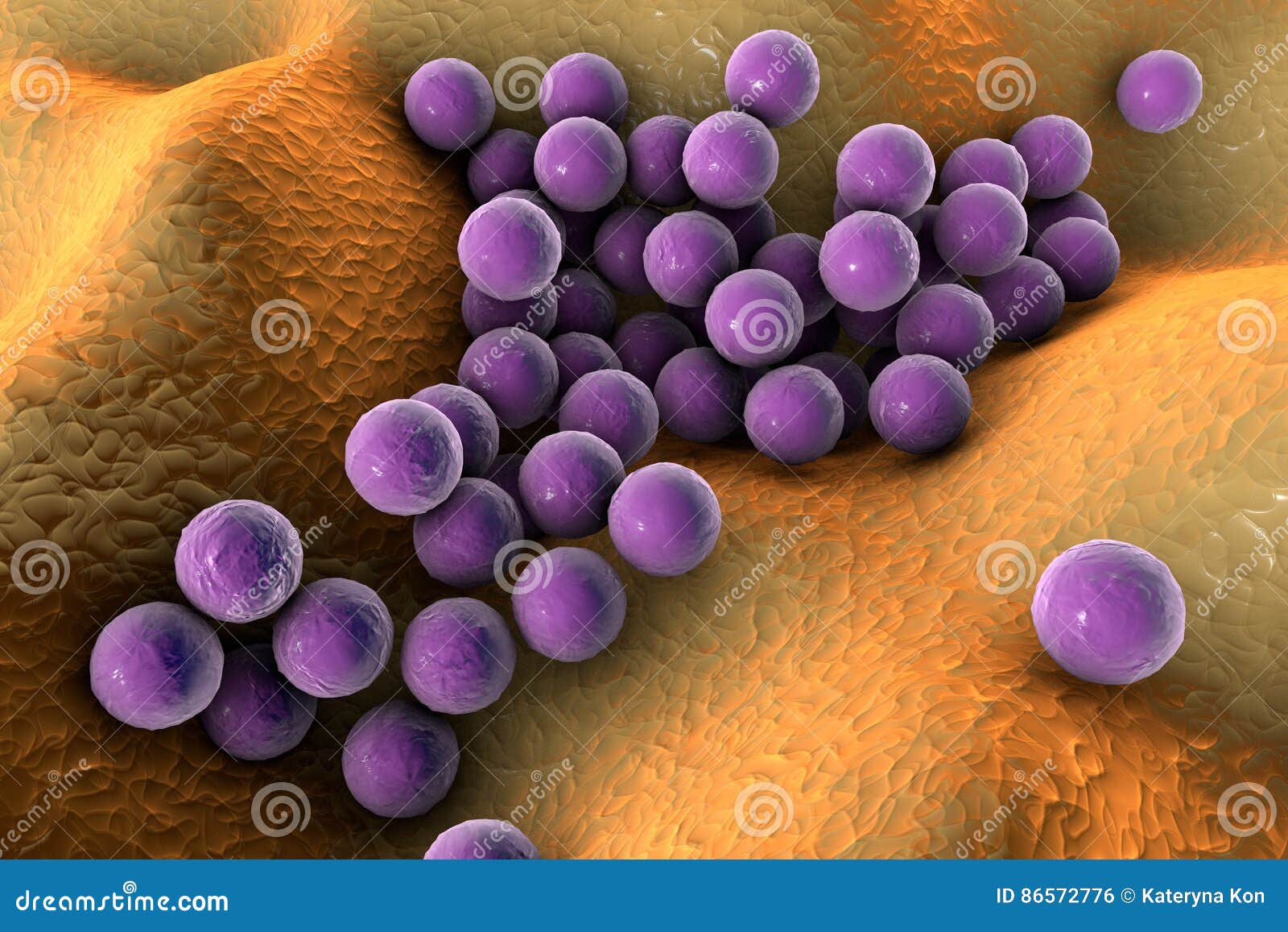 Staphylococci On The Surface Of Skin Stock Photo - Download Image Now -  Staphylococcus, MRSA, Bacterium - iStock