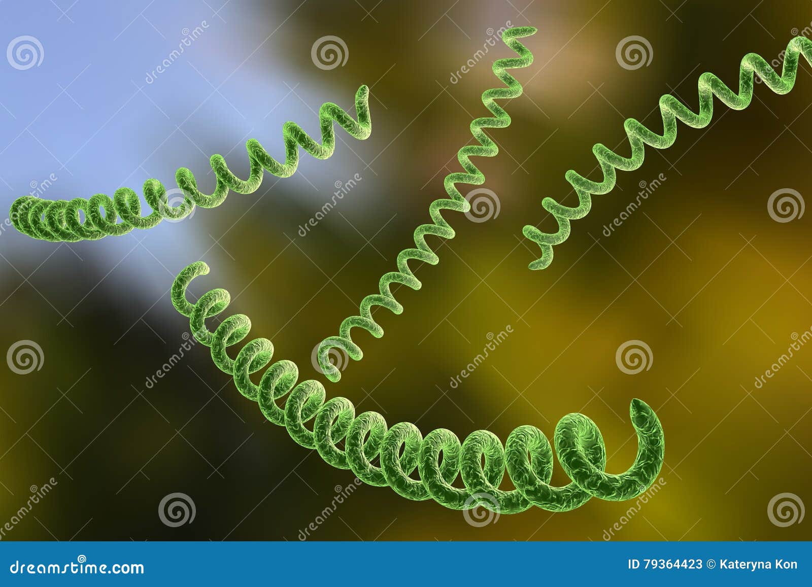 Bacteria Which Cause Syphilis, Treponema Pallidum Stock Illustration - Illustration of ...