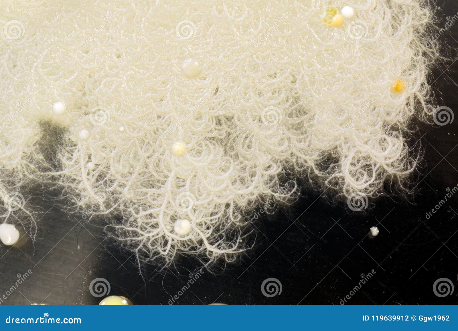 Bacteria, Yeast and Mold on a Petri Plate Stock Photo - Image of fungi ...