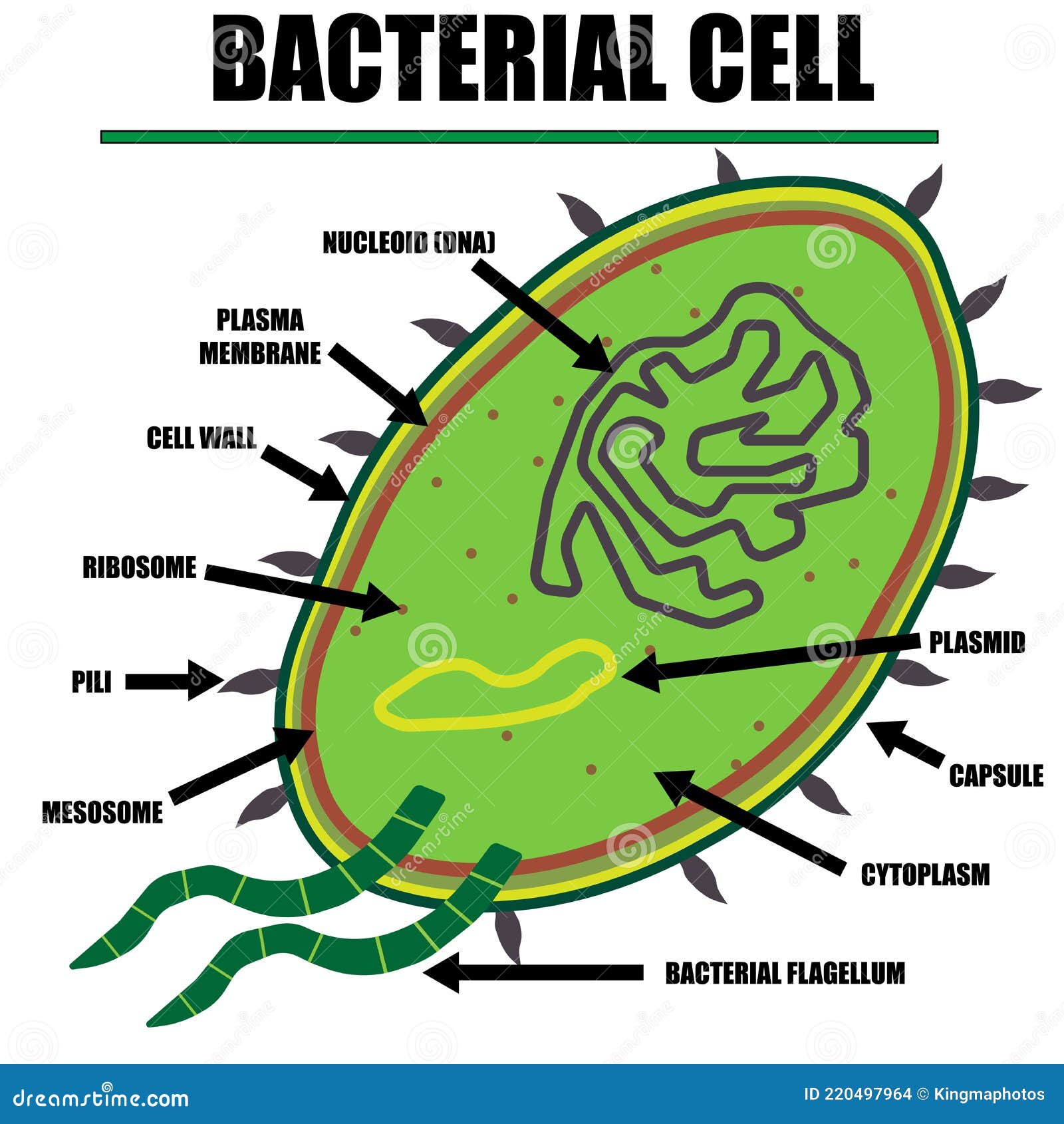 Plant cell colors