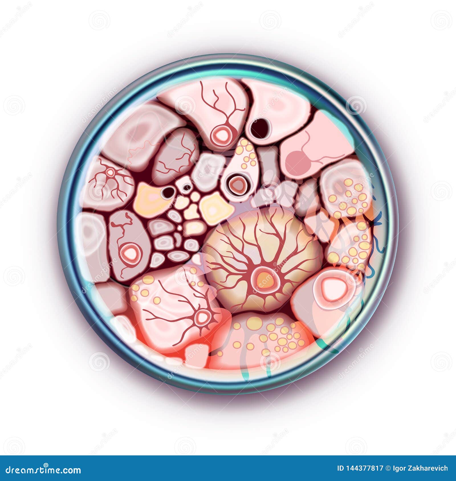 Bacterial Cells in a Petri Dish Stock Illustration Illustration of