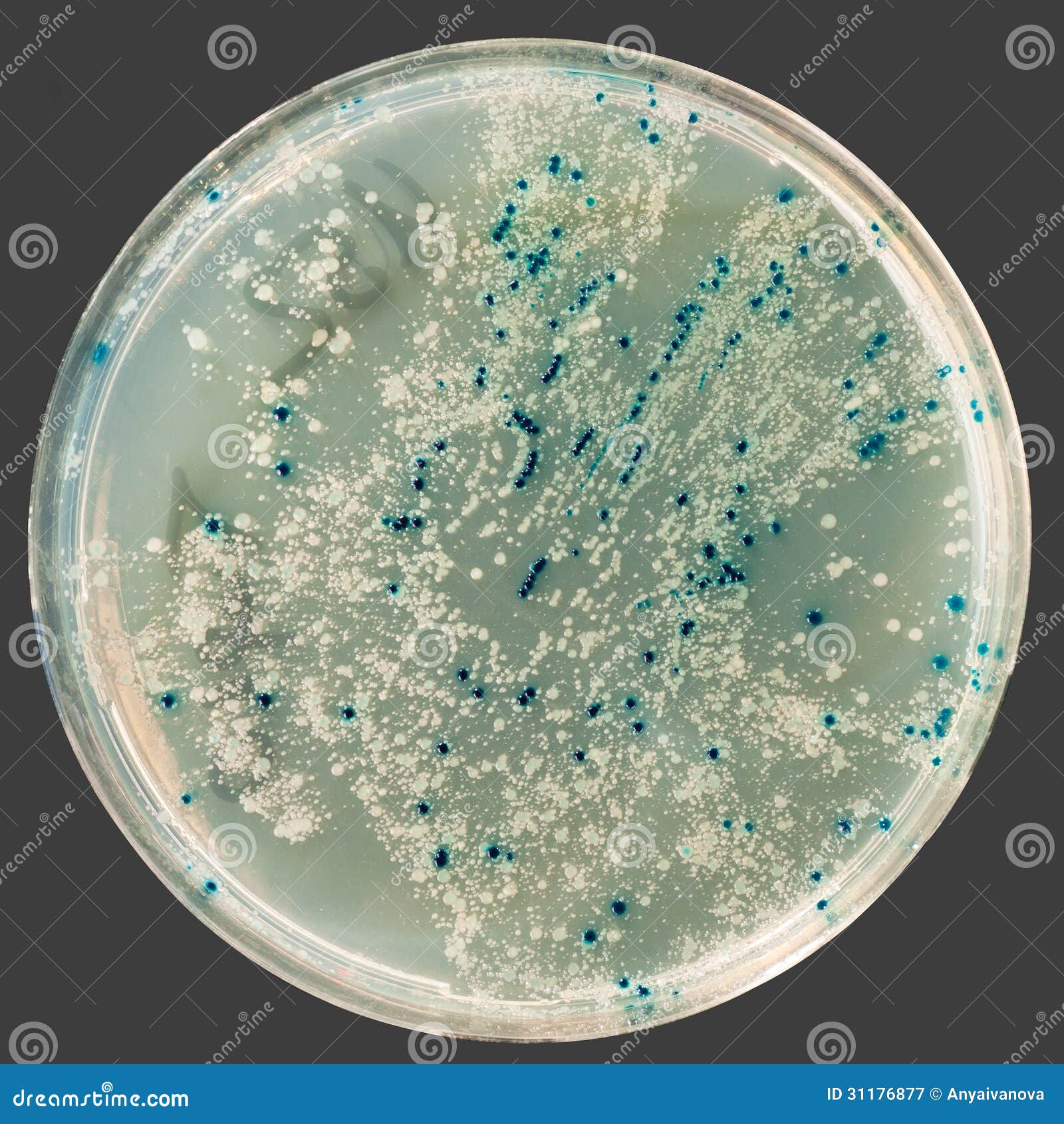 Bacterial Colonies on Agar Plate Stock Image Image of coli, dish