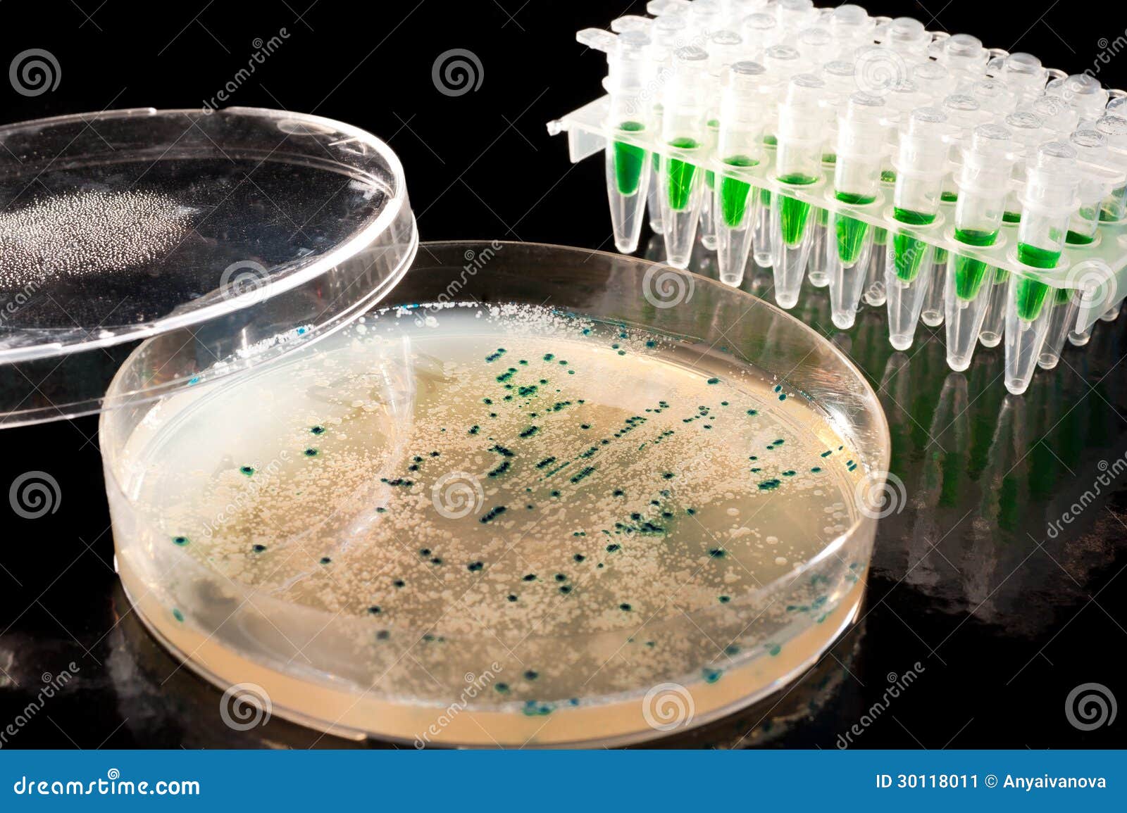 Picking Up Bacterial Colonies from Agar Plate Stock Image - Image of