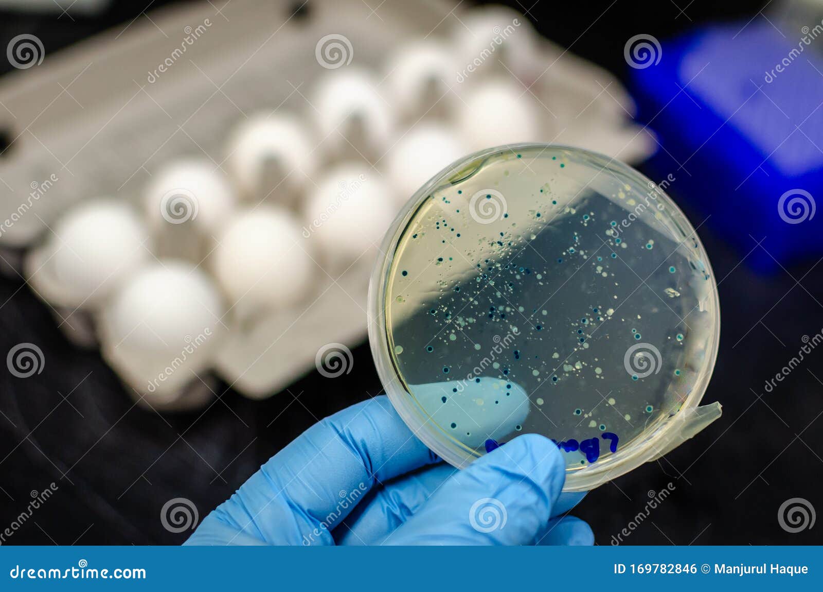 bacterial contamination in egg