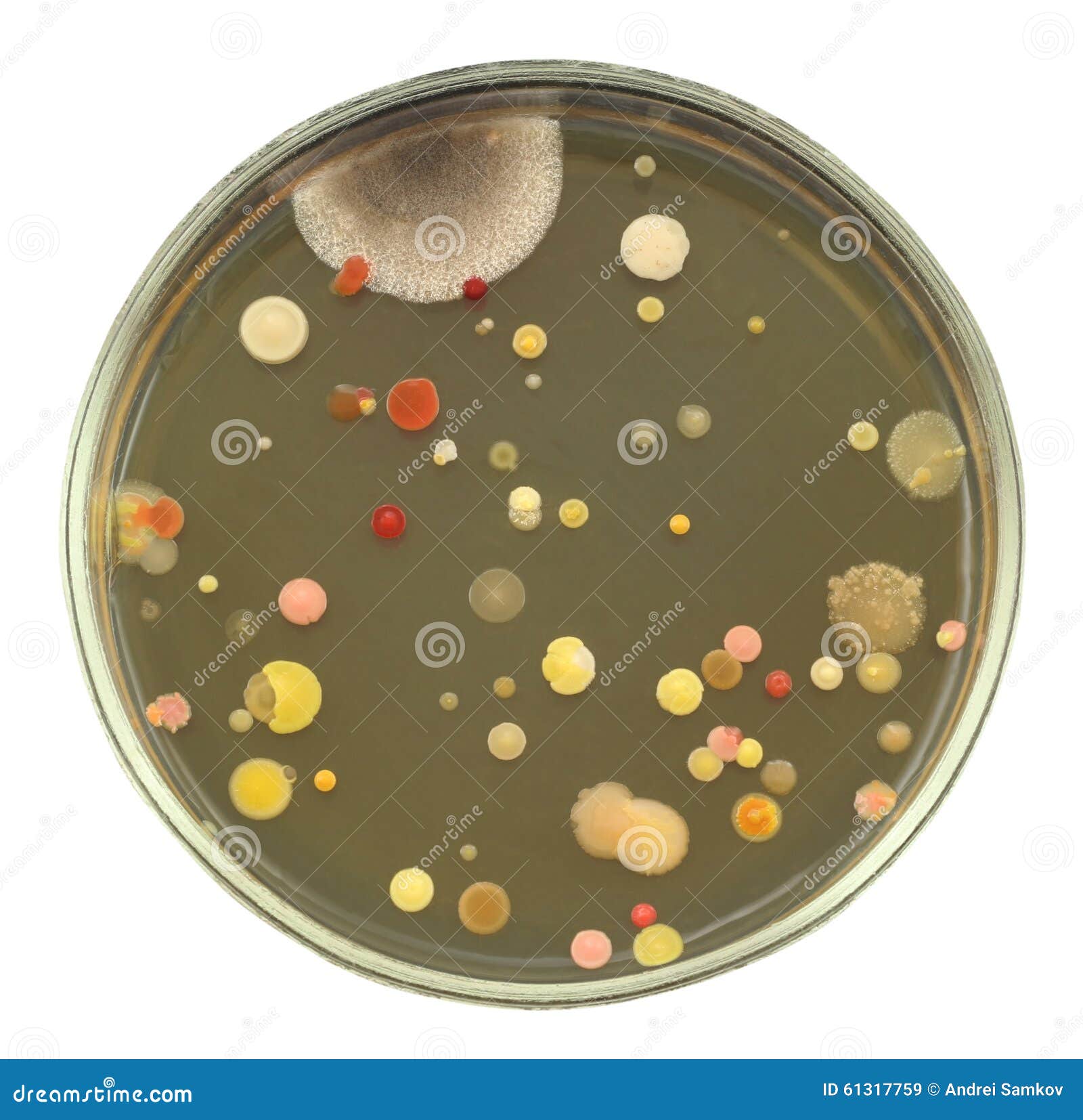 Agar Plate