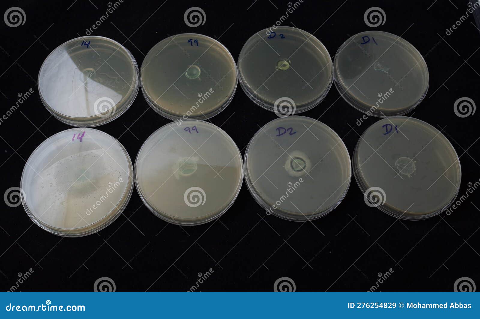 Bacterial Growth in Agar Plate Stock Image - Image of biofilm, agar ...