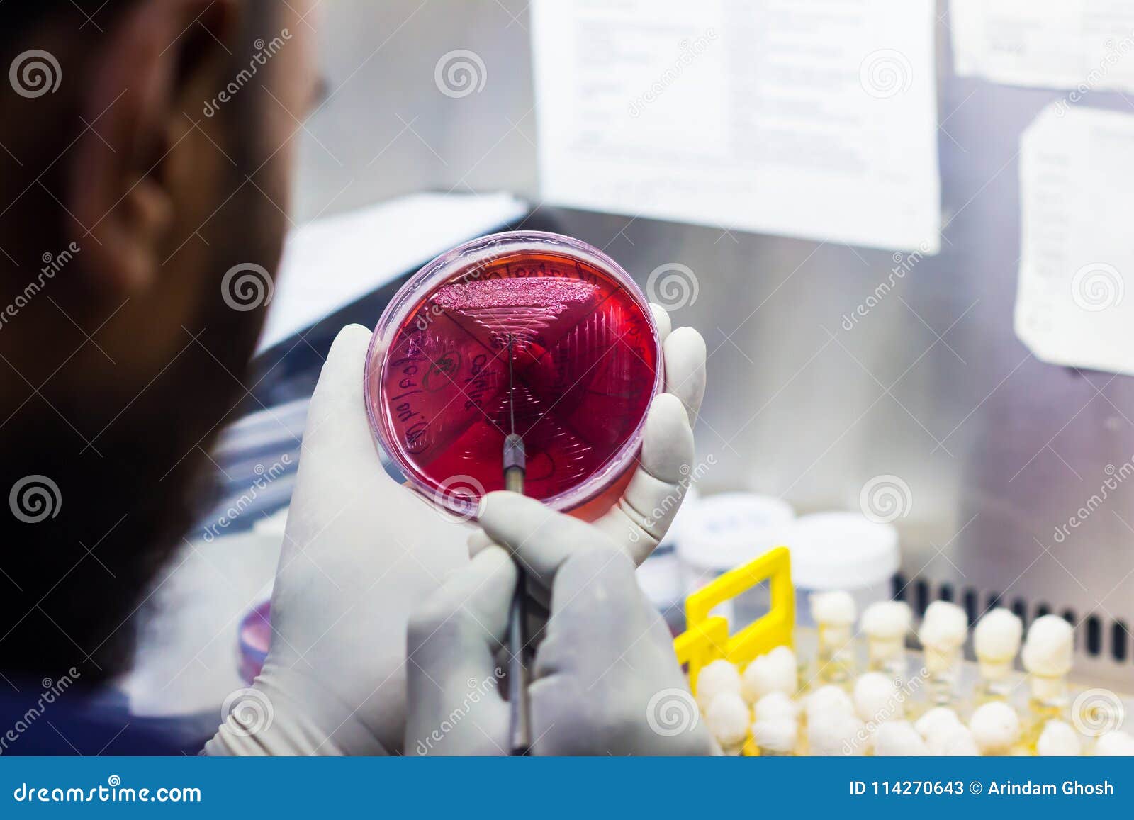 bacterial inoculation on a culture plate using inoculation loop by scientist inside fume hood in microbiology laboratory