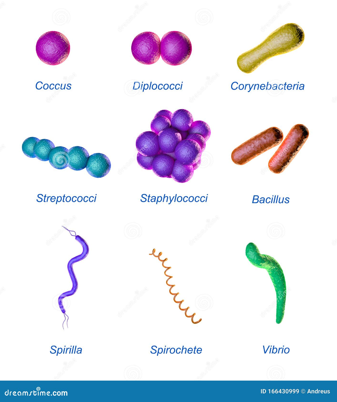 Different Morphology Of Bacteria