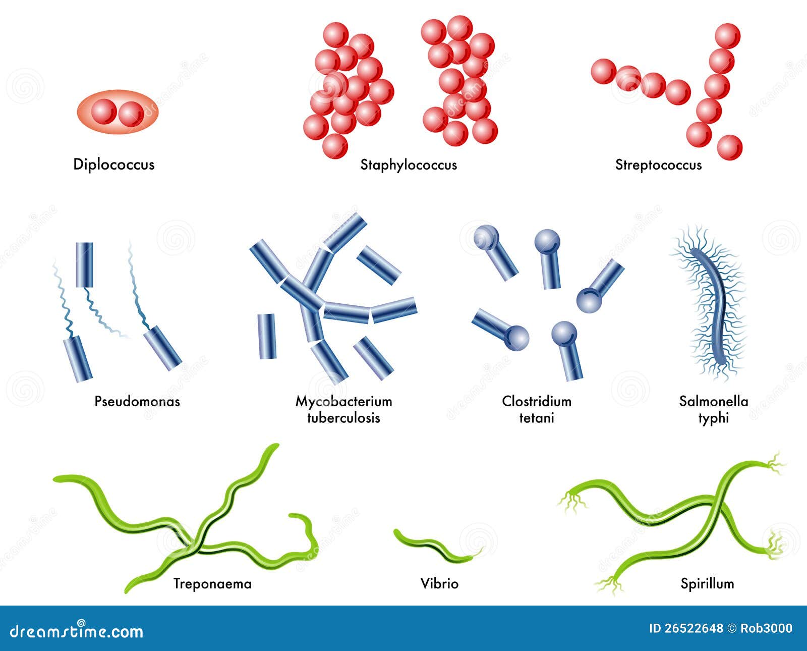 Tipos De Bacterias