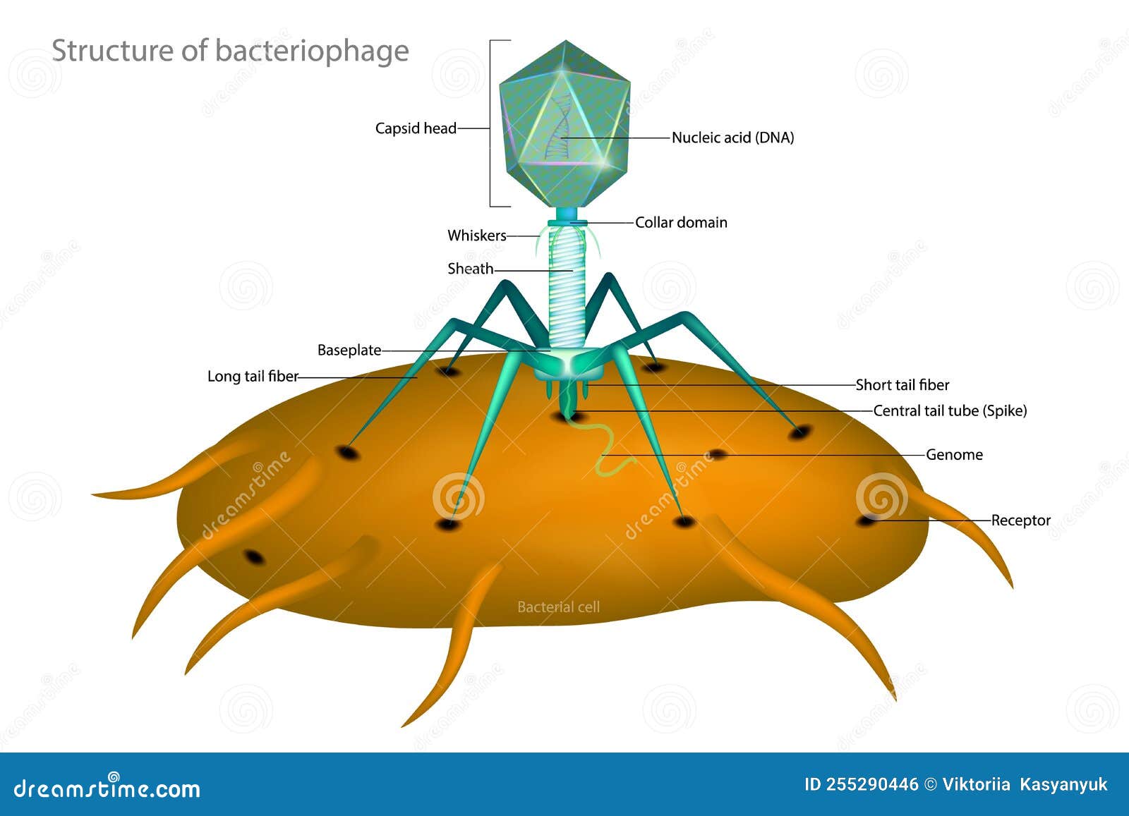 bacteriophage-structure-isolated-on-white-background-cartoon-vector