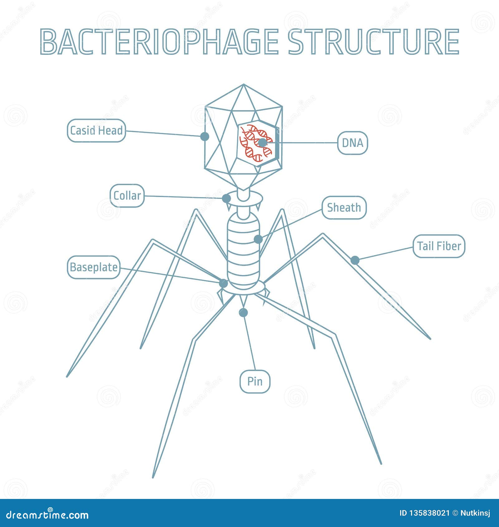 Anatomy Diagram Cartoon Vector | CartoonDealer.com #58232351