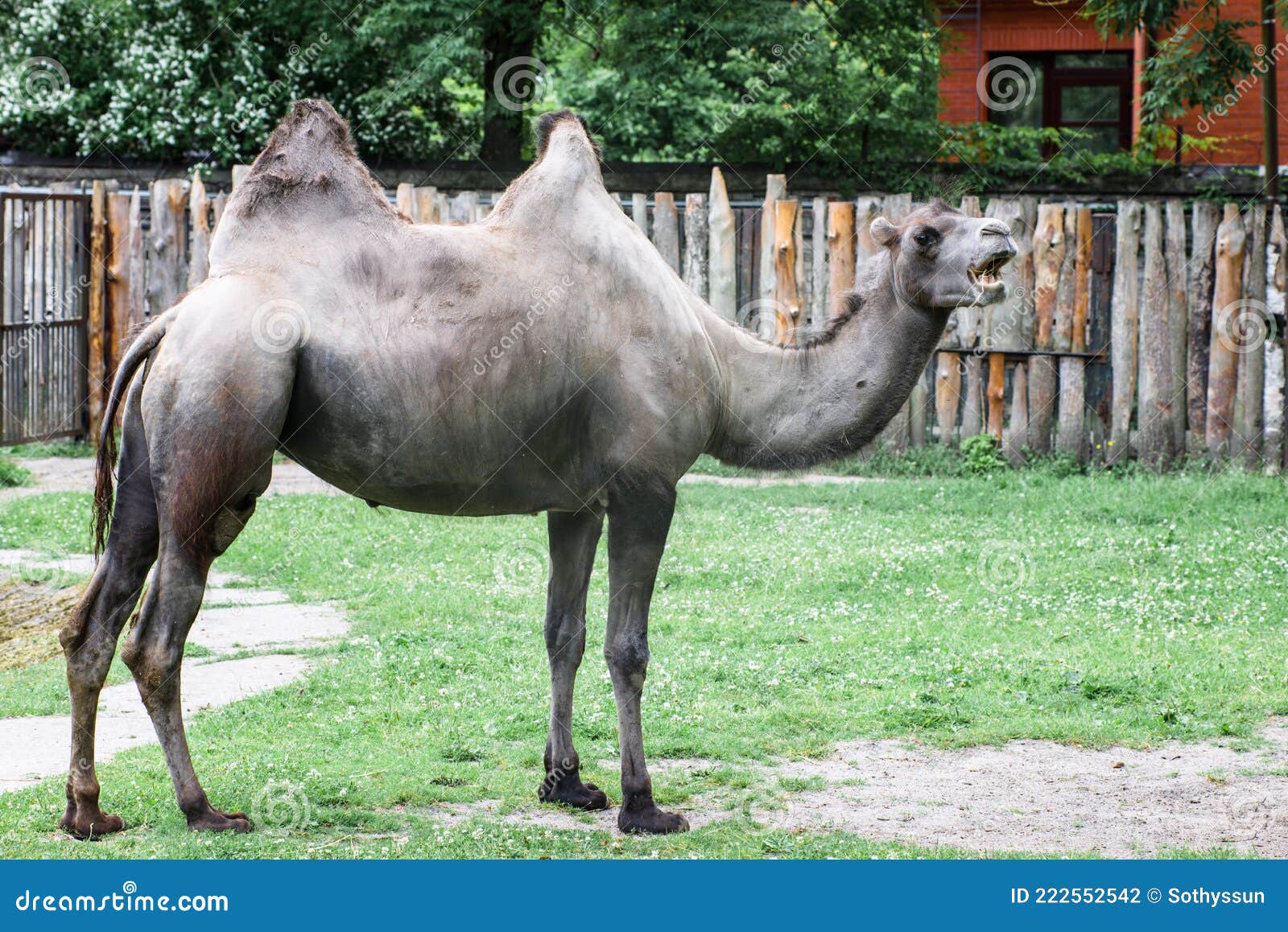 Bactrian Bald Camel Chews Grass with Open Mouth Stock Photo - Image of ...