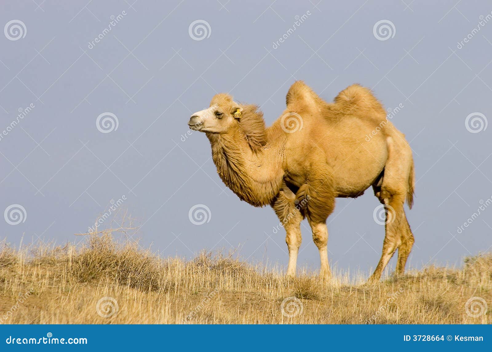 Bactrian camel stock photo. Image of asian, camelus, sand 3728664