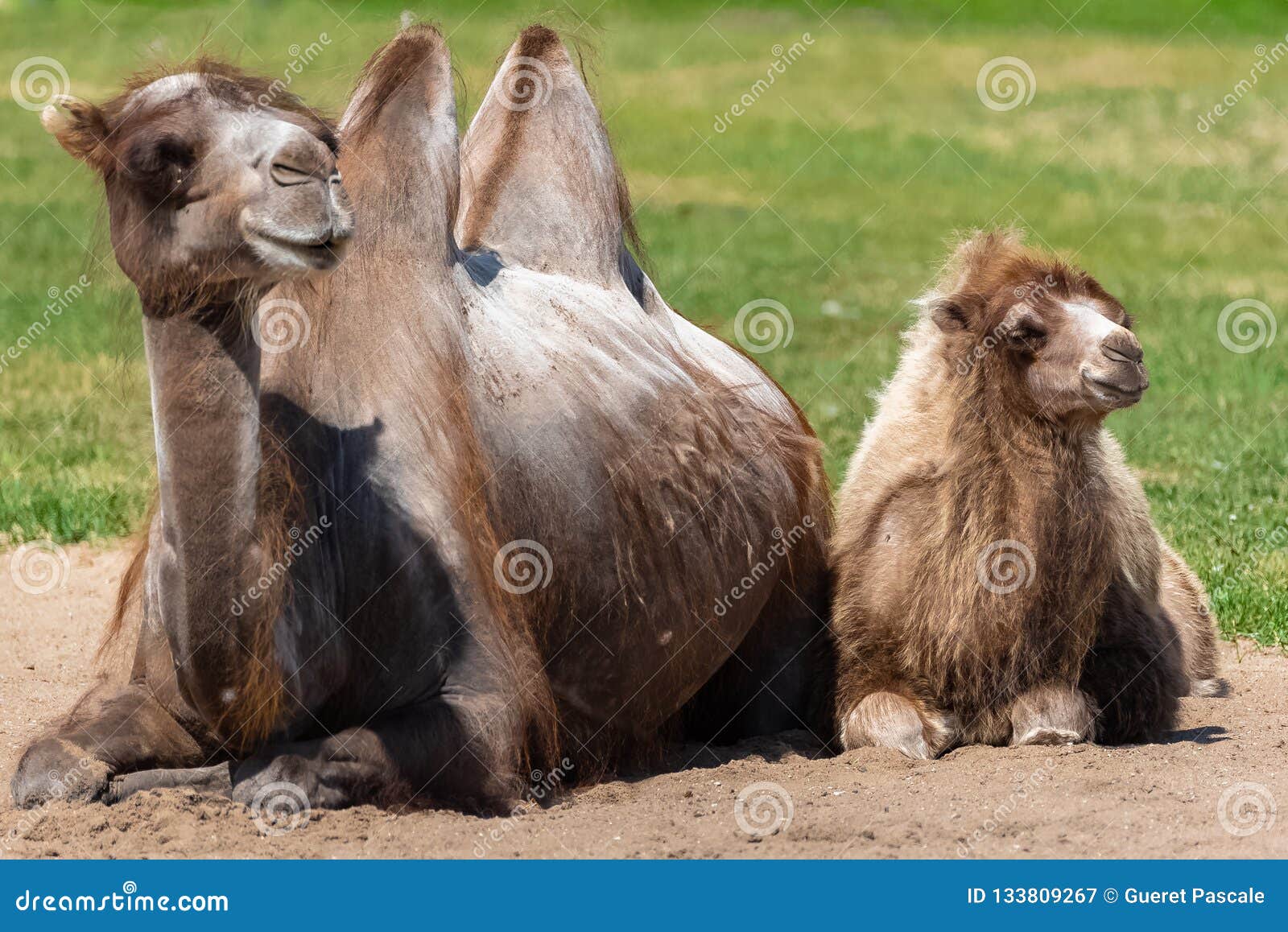Bactrian camel stock image. Image of asia, outdoors - 133809267