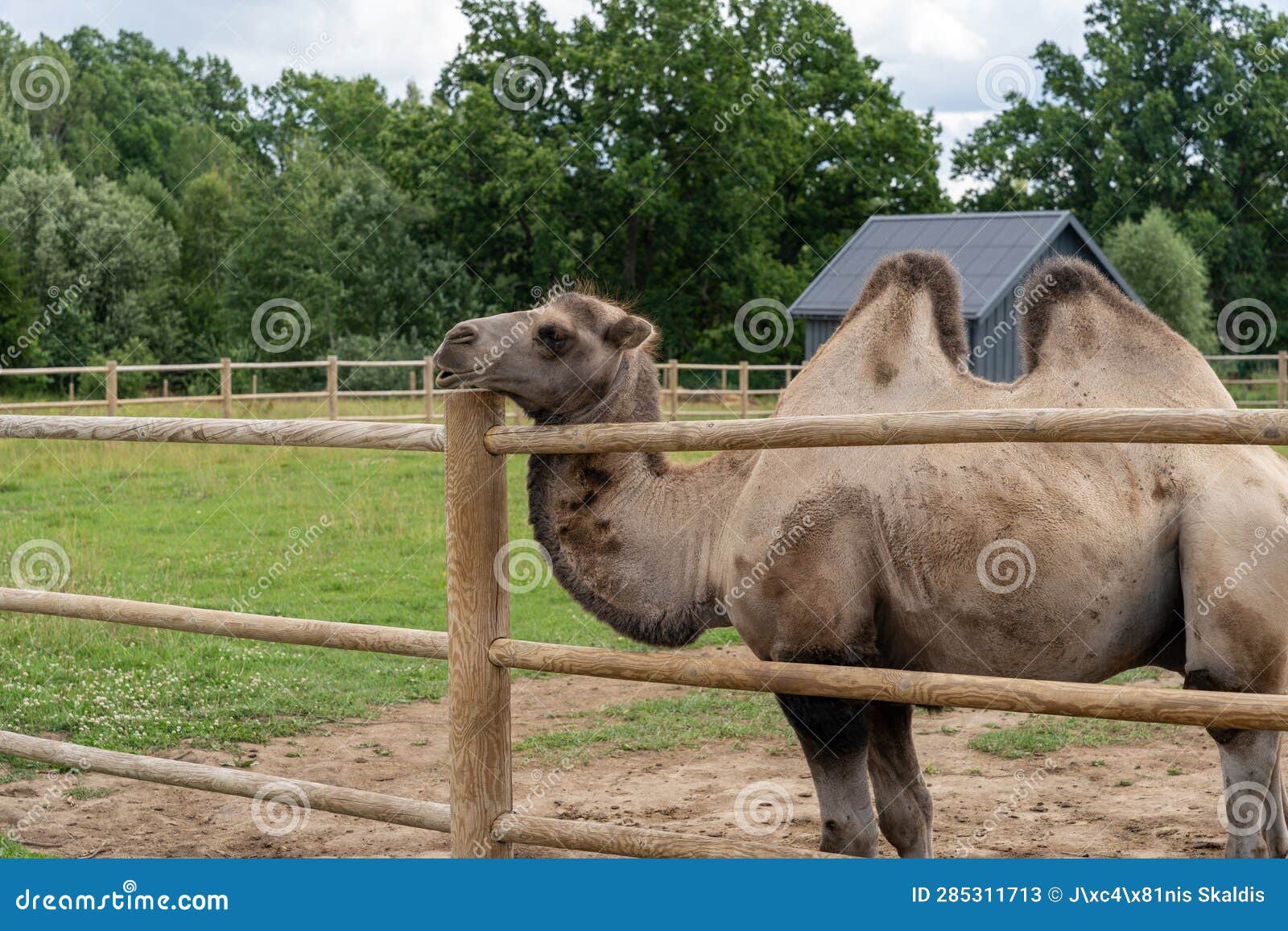 bactrian camel behind wooden fence in zoo