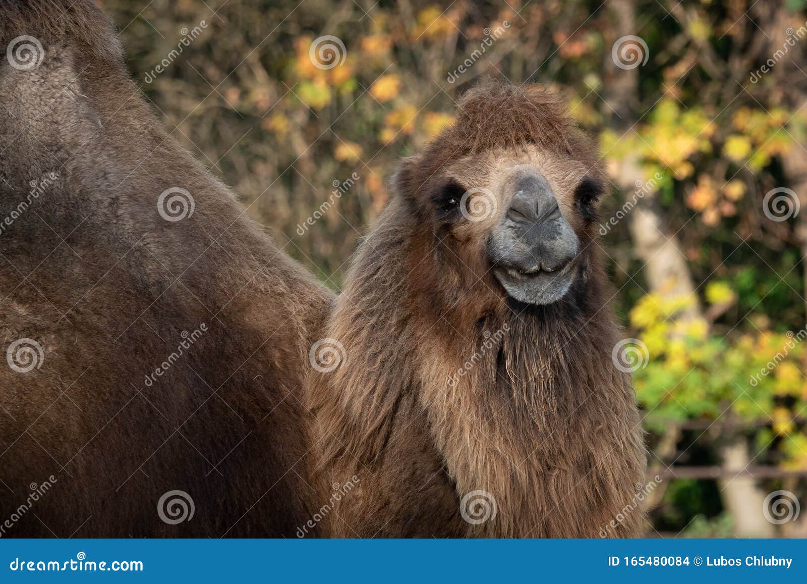 Bactrian Camel Camelus Bactrianus. Domesticated Animal Stock Photo Image of brown, nature