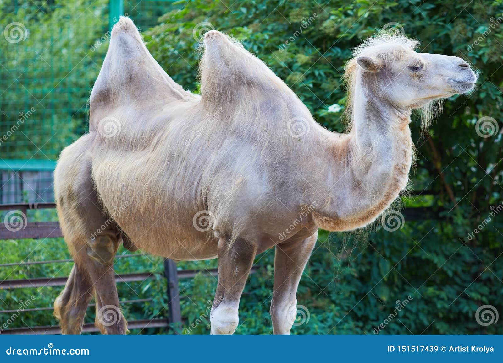 The Bactrian Camel Camelus Bactrianus Stock Image - Image of camel ...