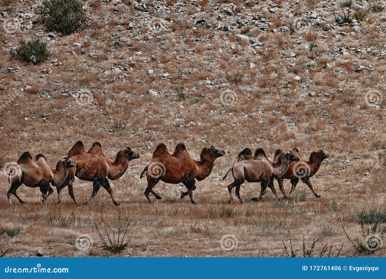 Bactrian Camel In The Gobi Desert, Mongolia. A Herd Of ...