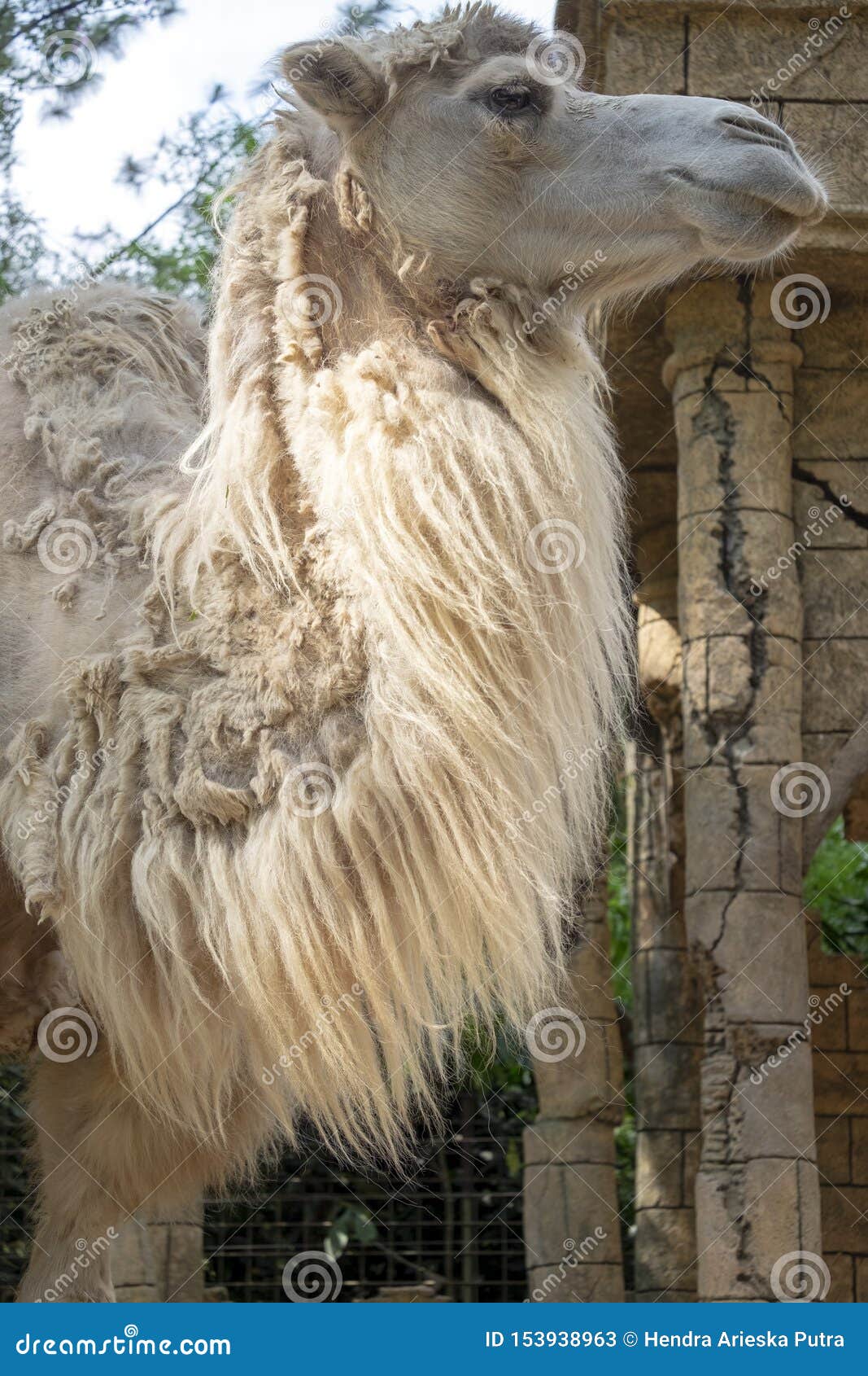 the bactrian camel head close up