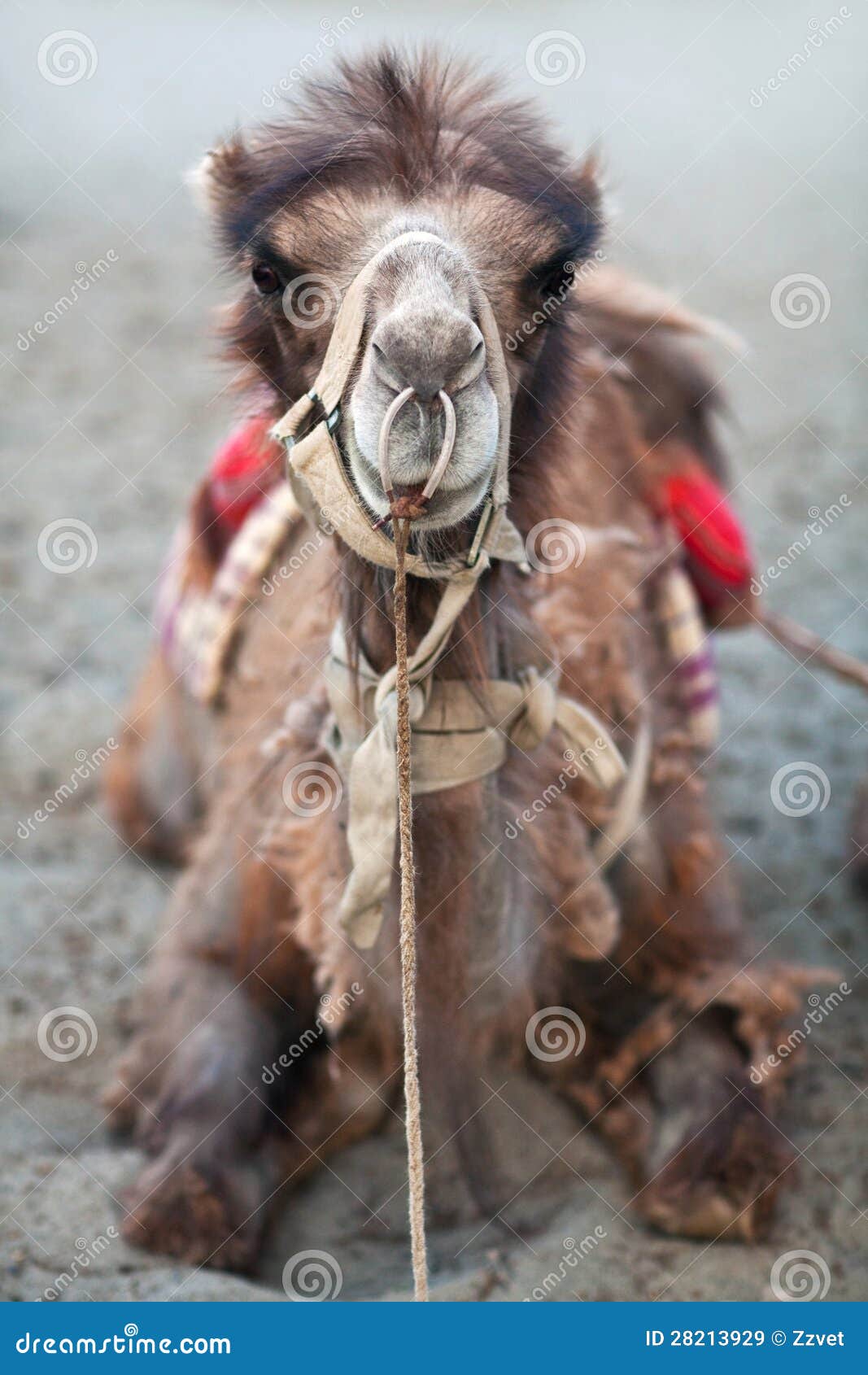bactrian camel in nubra valley, ladakh, north india