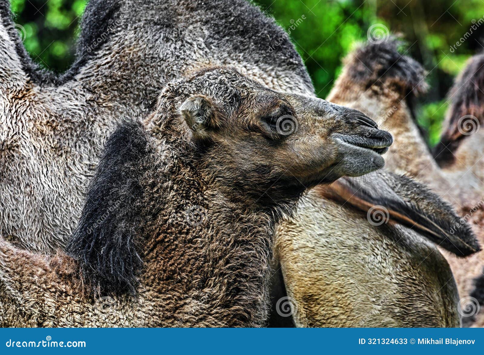 bactrian camel's head 1
