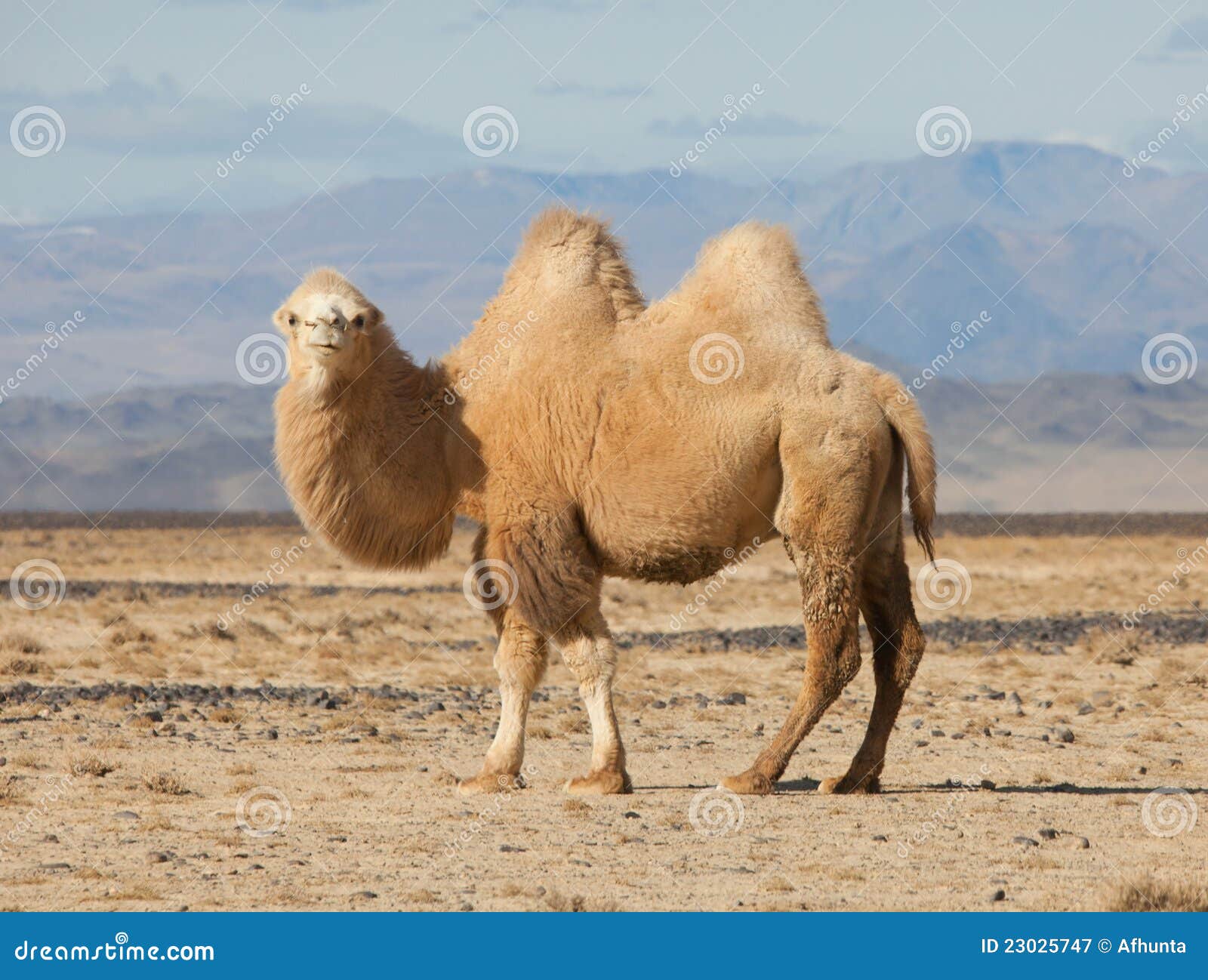 bactrian camel in the steppes of mongolia