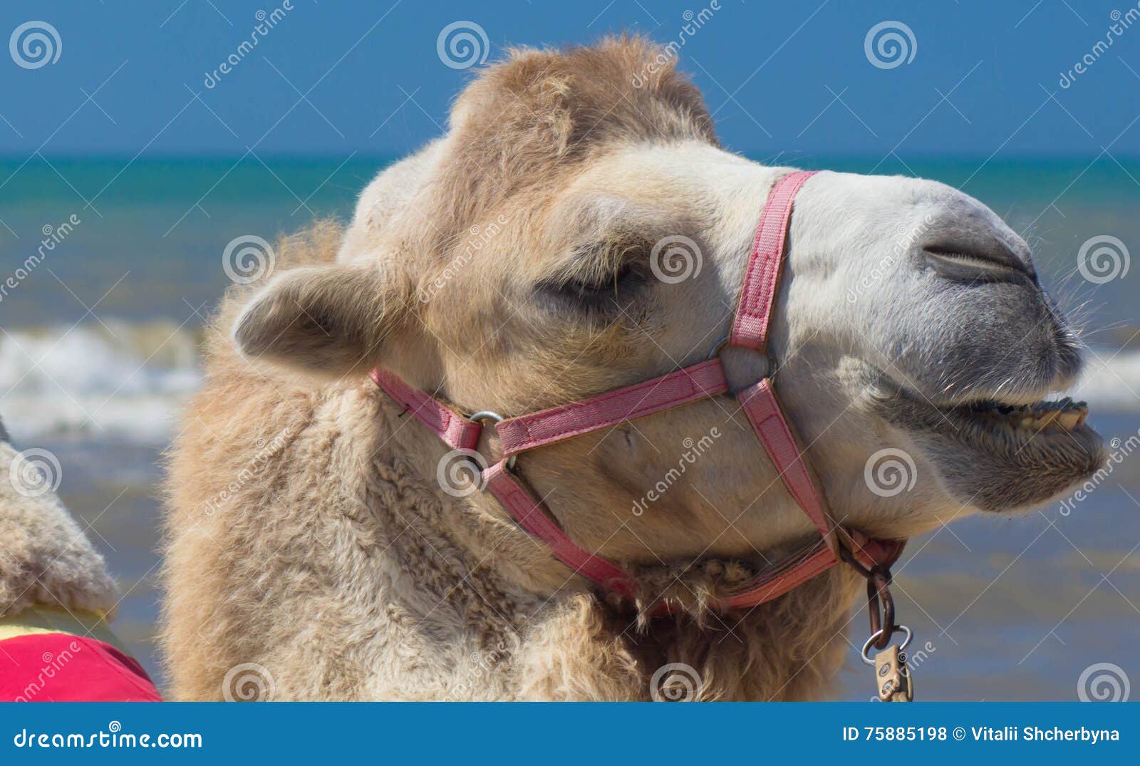 Bactrian camel walks on the beach with blue sky. Close-up