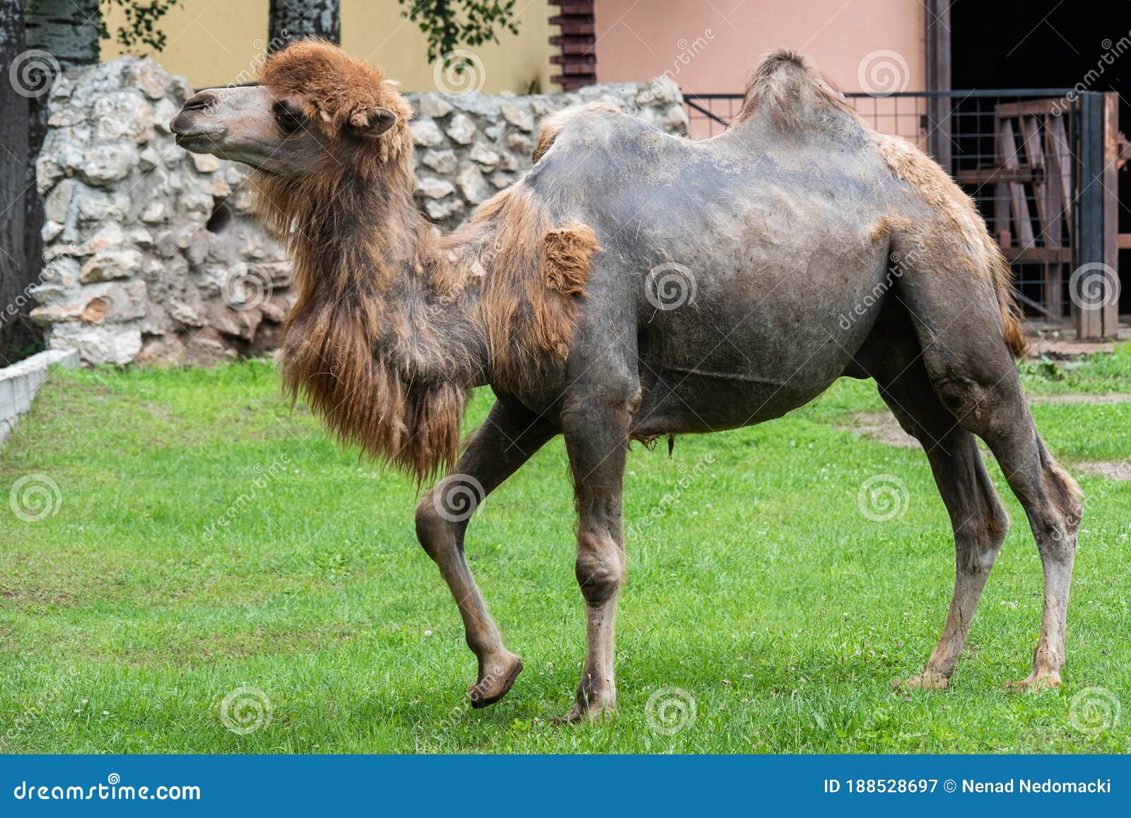 Bactrian Camel in the zoo stock image. Image of animals - 188528697