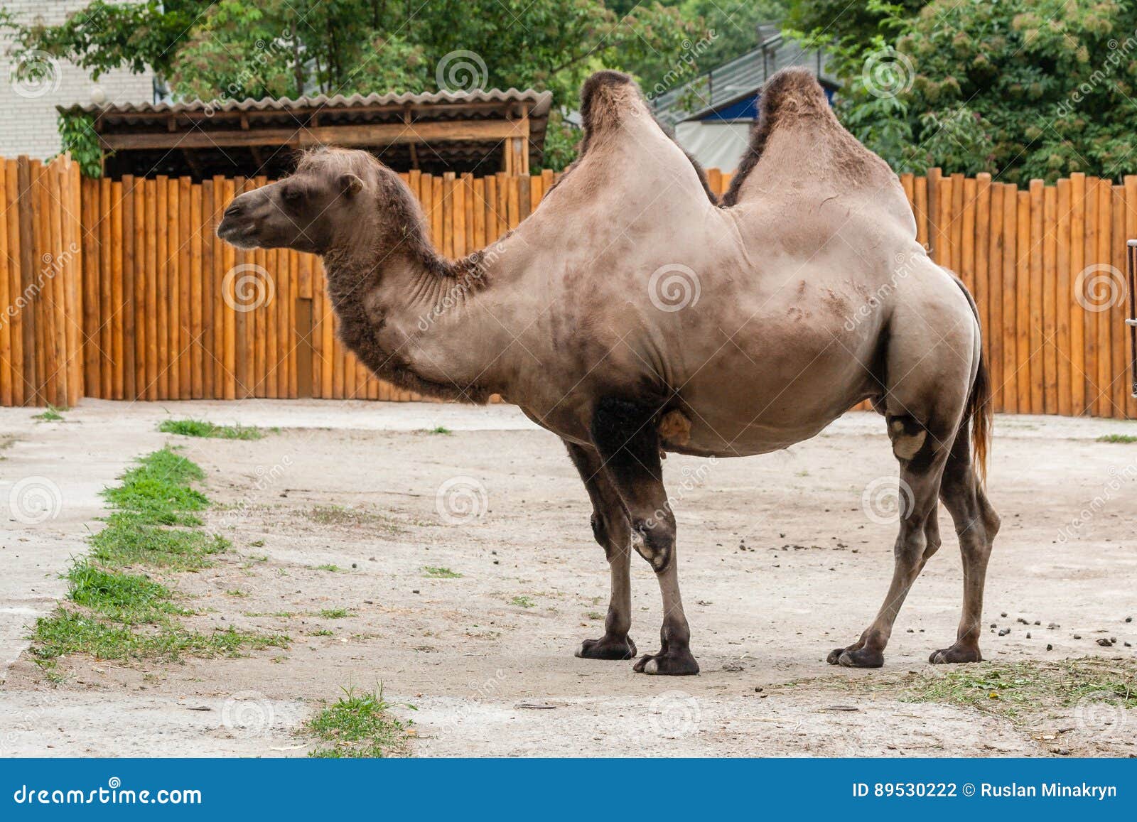 Bactrian Camels with Brown Hair in the Zoo Stock Photo - Image of ...