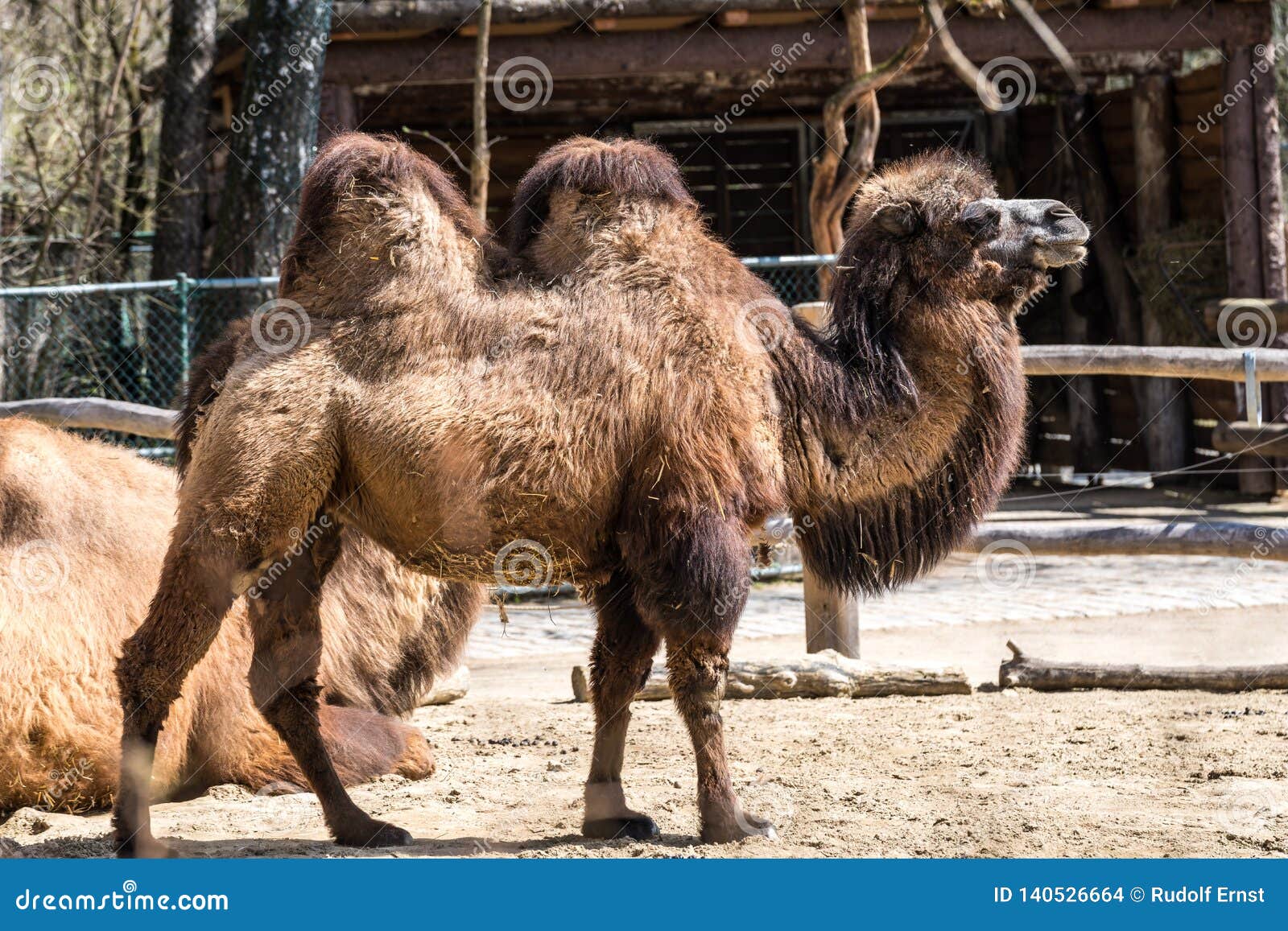 Bactrian Camel, Camelus Bactrianus in a German Zoo Stock Photo - Image ...