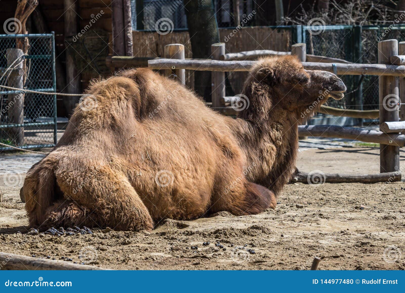 Bactrian Camel, Camelus Bactrianus in a German Zoo Stock Photo - Image ...