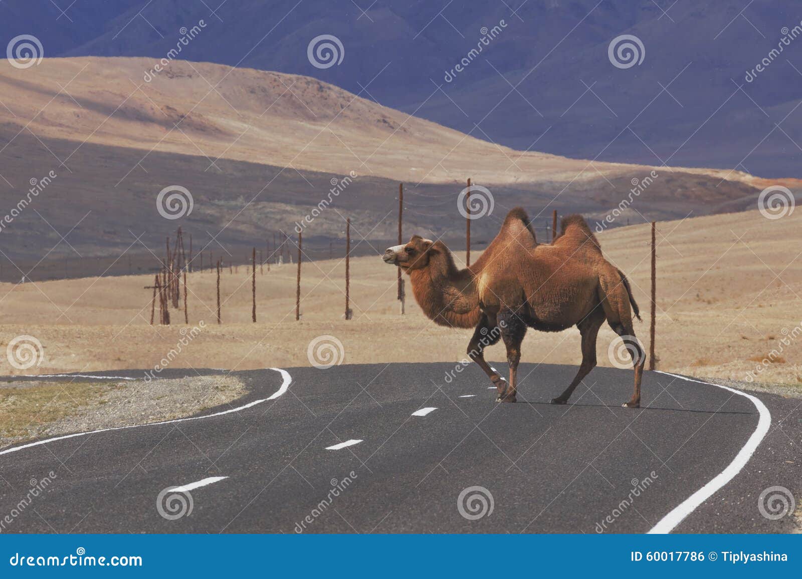 Bactrian Camels Crossing the Road Stock Photo Image of asia, animal