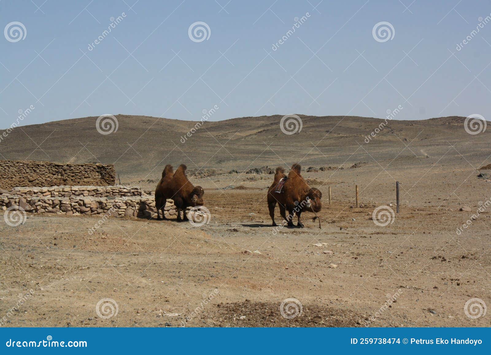 bactrian camels in the middle of nowhere, gobi desert, umnugovi province, mongolia.
