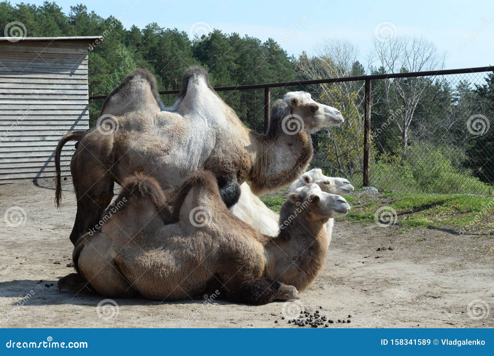 Bactrian Camels at the Ostrich Ranch Contact Zoo in Barnaul Stock Image ...