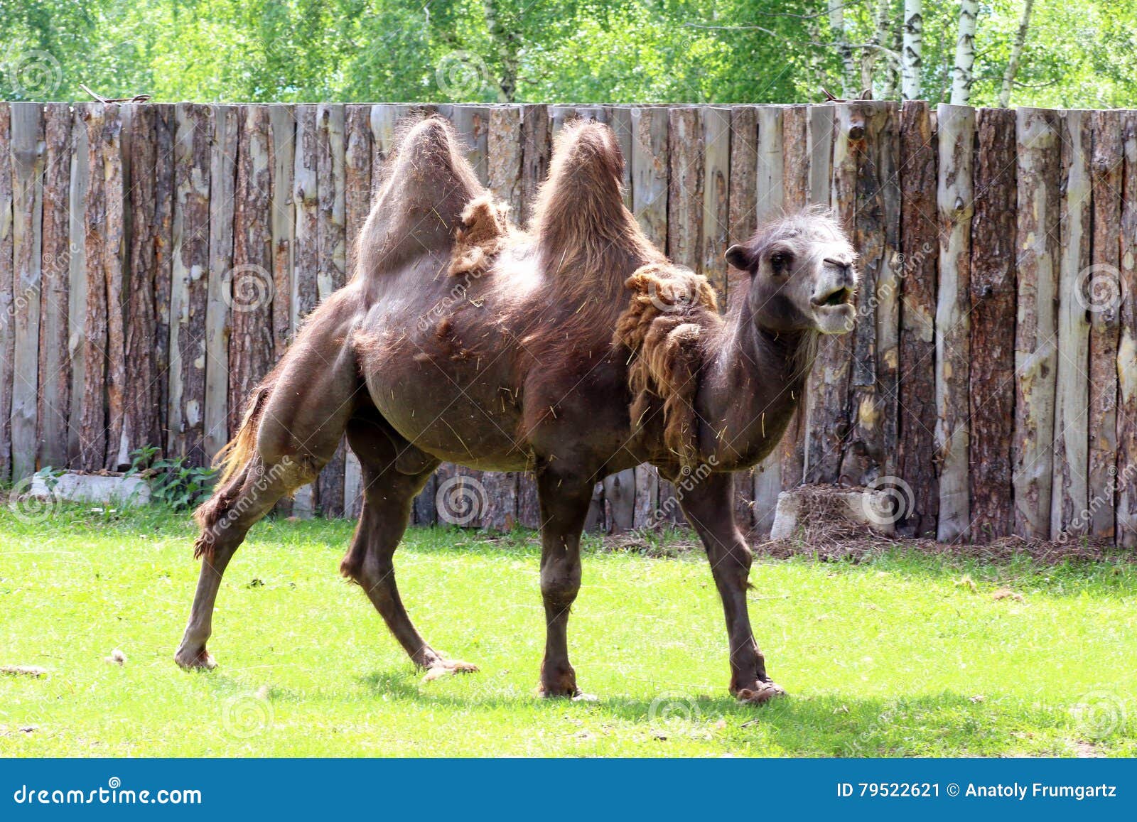 Bactrian on a meadow stock image. Image of mane, camel - 79522621