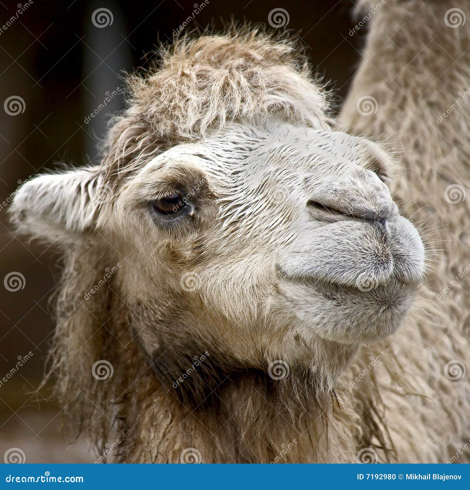Bactrische kameel 9. Portret van aardige Bactrische kameel