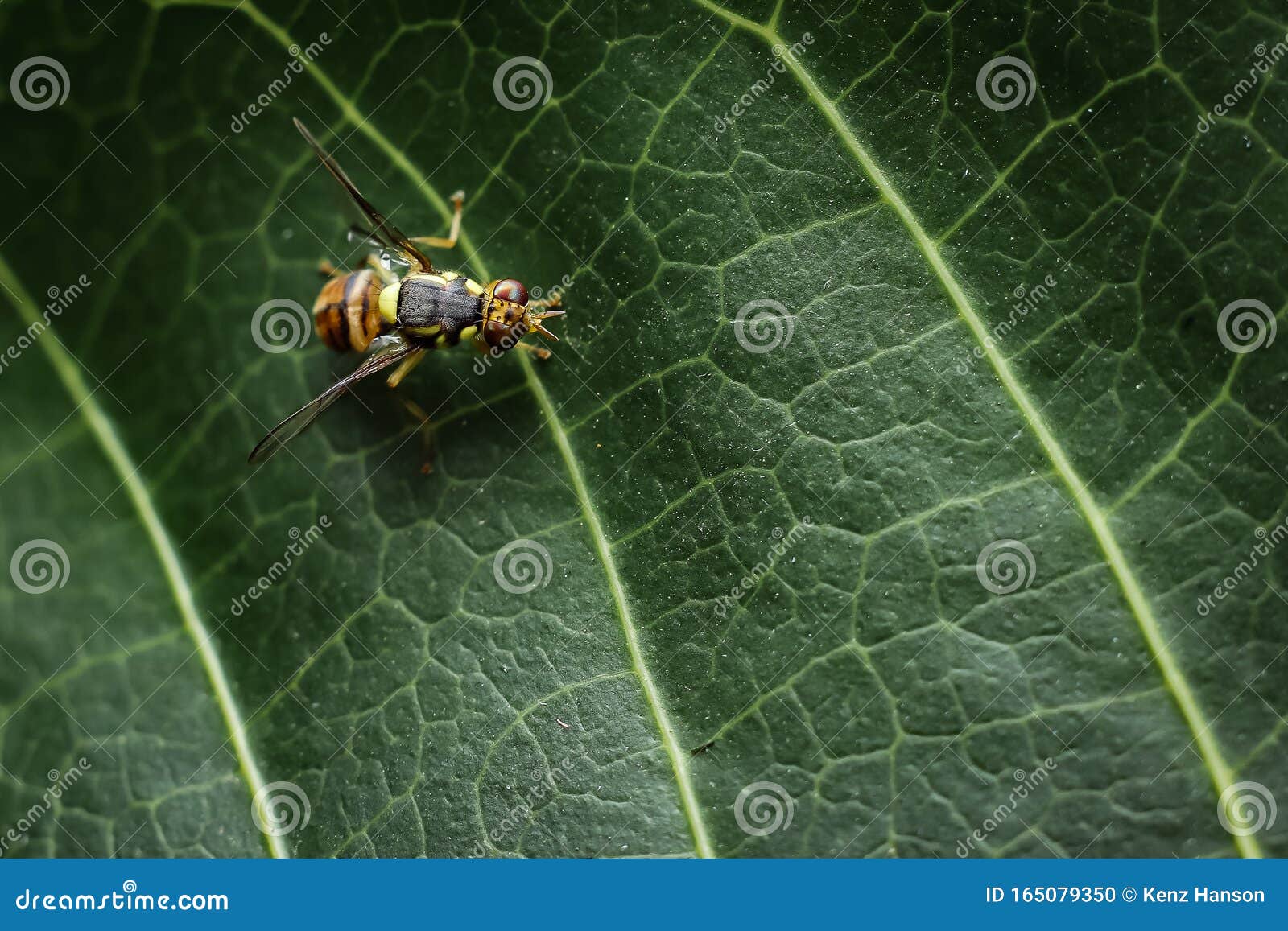 bactrocera cucurbitae is a species of fly belonging to the family tephritidae. this species is also part of the order diptera, ins