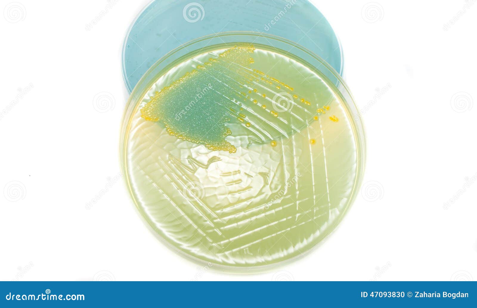 Medicina do laboratório - bactérias de Escherichia Coli no prato de petri do ágar de Cled isolado no fundo branco, eletrólito da lactose do cysteine deficiente