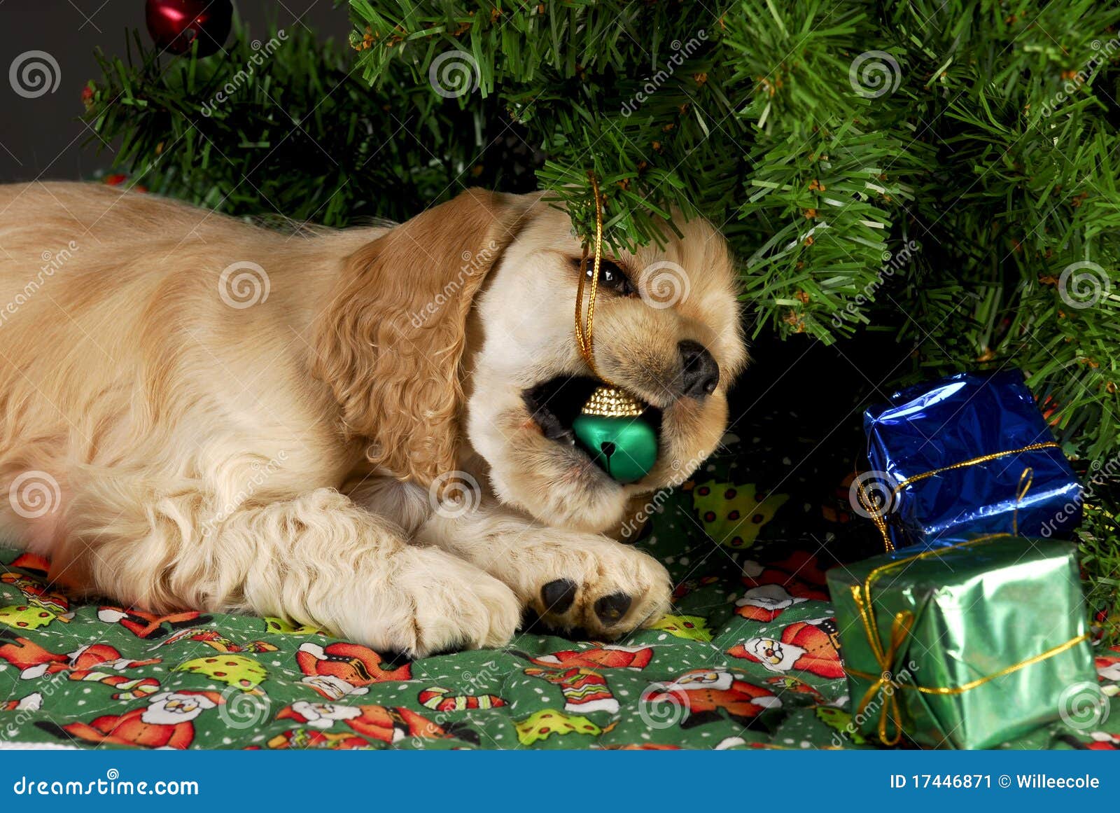 Bad christmas puppy stock image. Image of holiday, brown 17446871