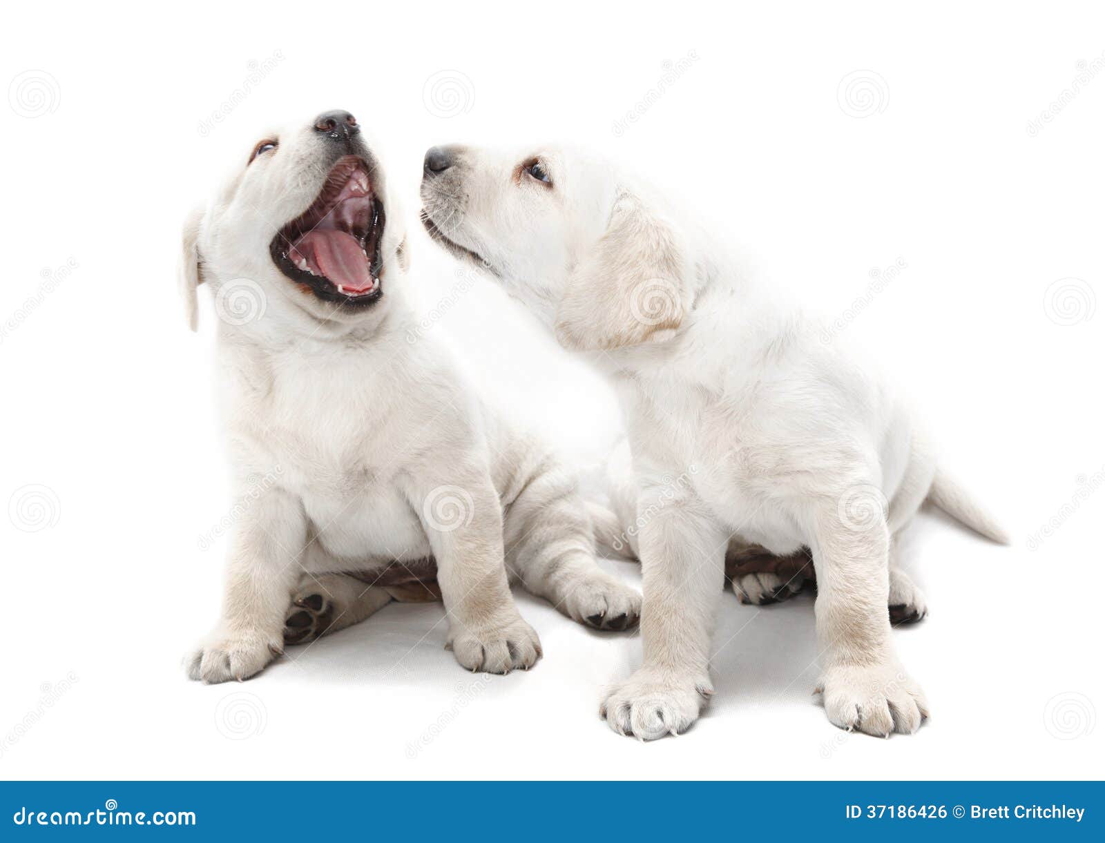 bad dog breath puppies