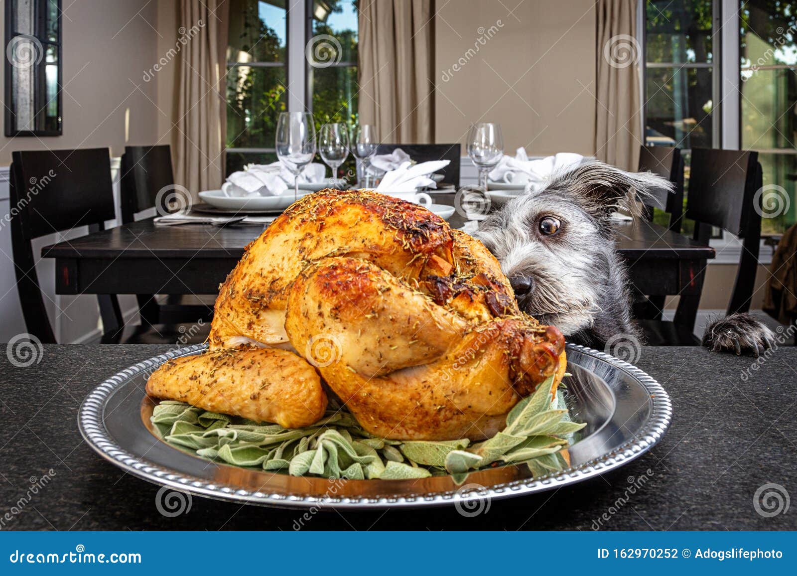 dog stealing thanksgiving turkey