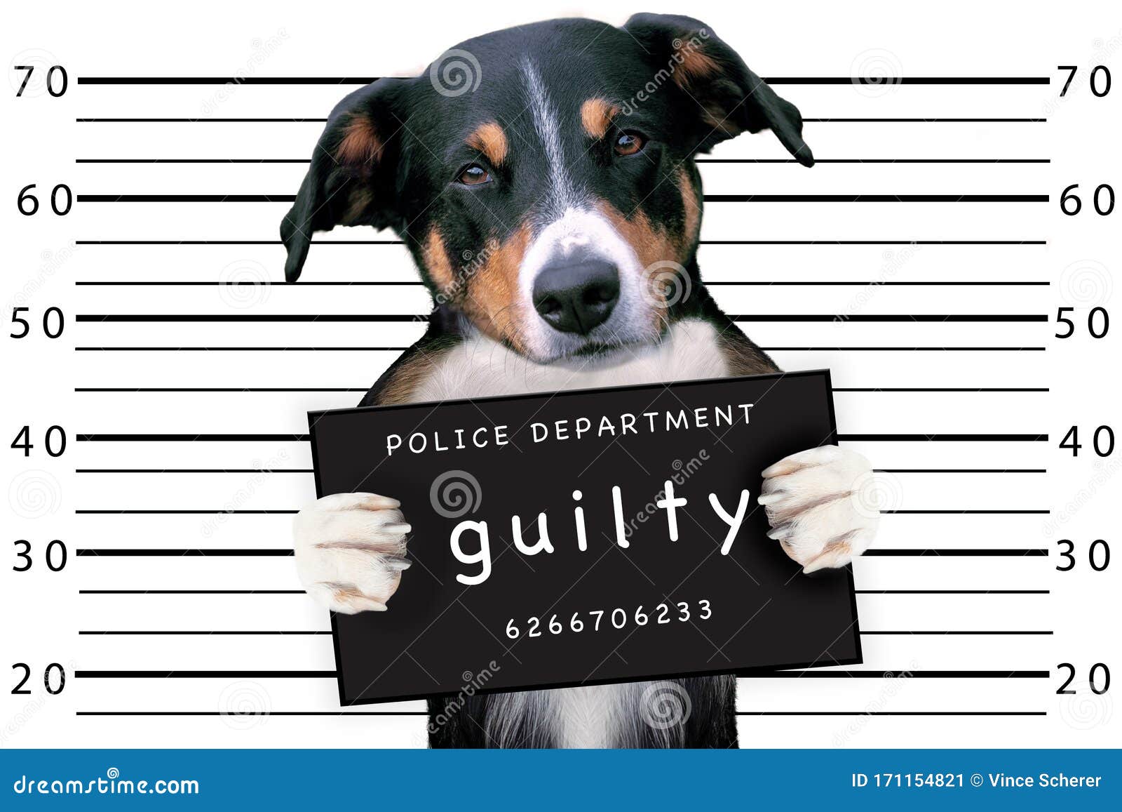 Bad dog at police station stock image. Image of animal 171154821