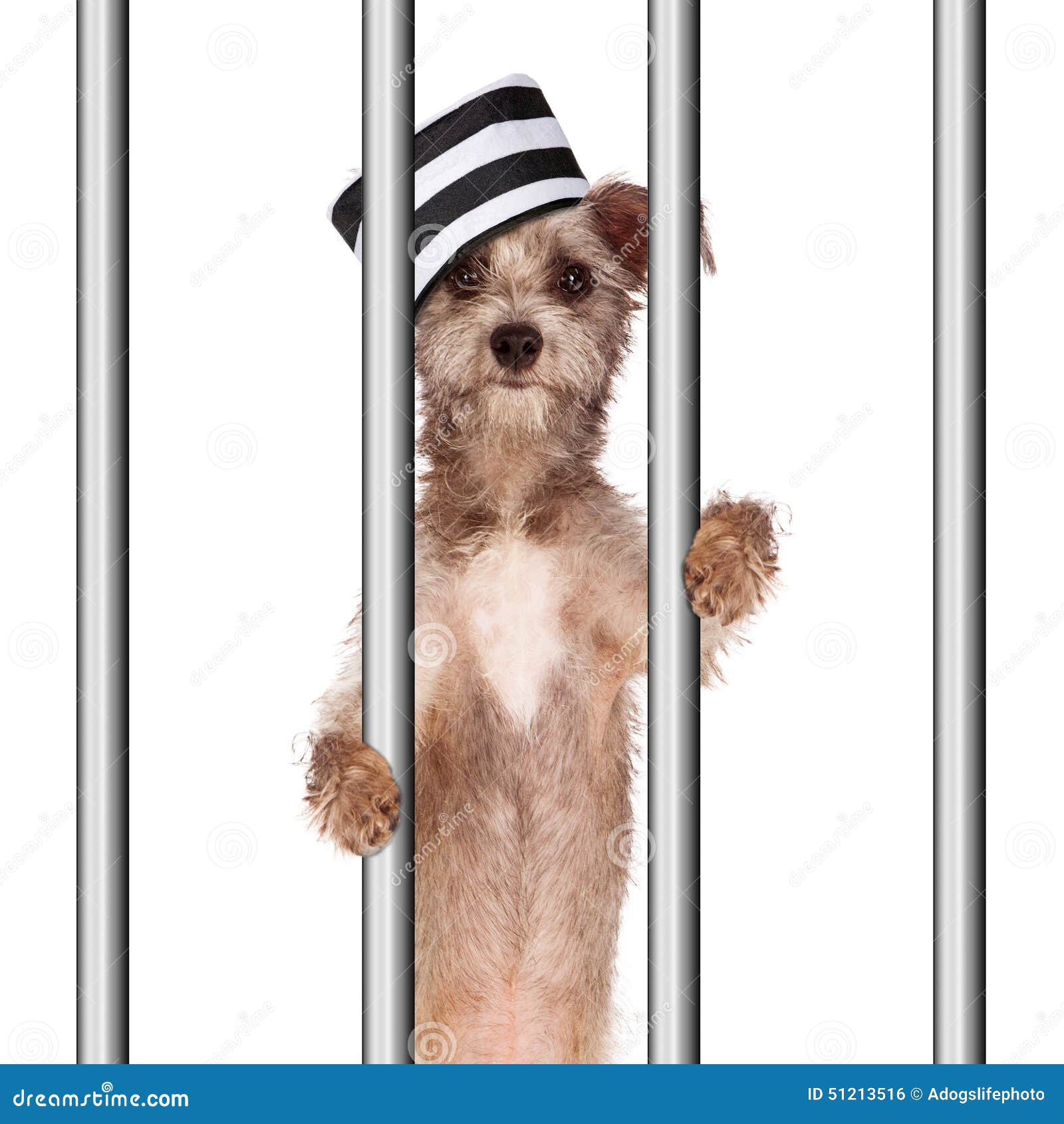 3,724 Funny Jail Stock Photos - Free & Royalty-Free Stock Photos from Dreamstime 3,724 Funny Jail Stock Photos - Free & Royalty-Free Stock Photos from Dreamstime