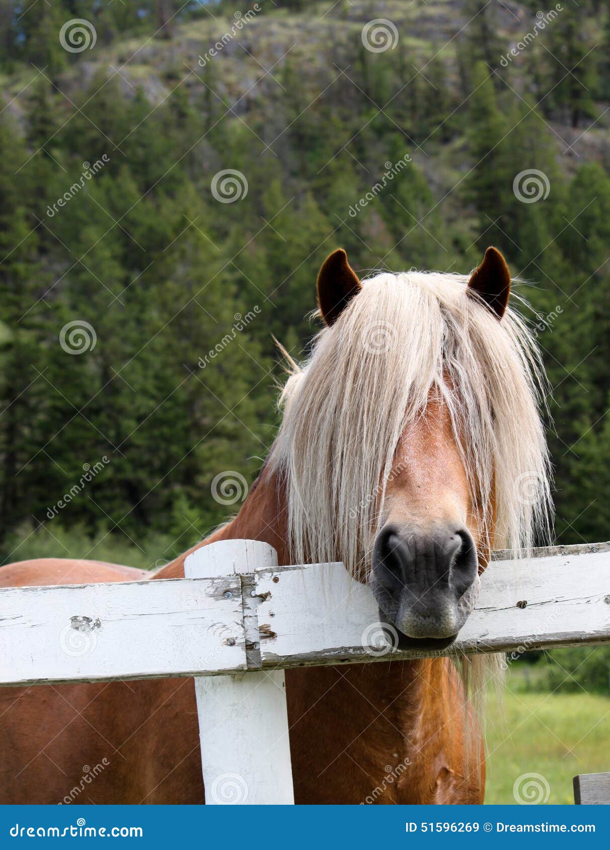 578 Long Haired Horse Stock Photos - Free & Royalty-Free Stock Photos from Dreamstime 578 Long Haired Horse Stock Photos - Free & Royalty-Free Stock Photos from Dreamstime