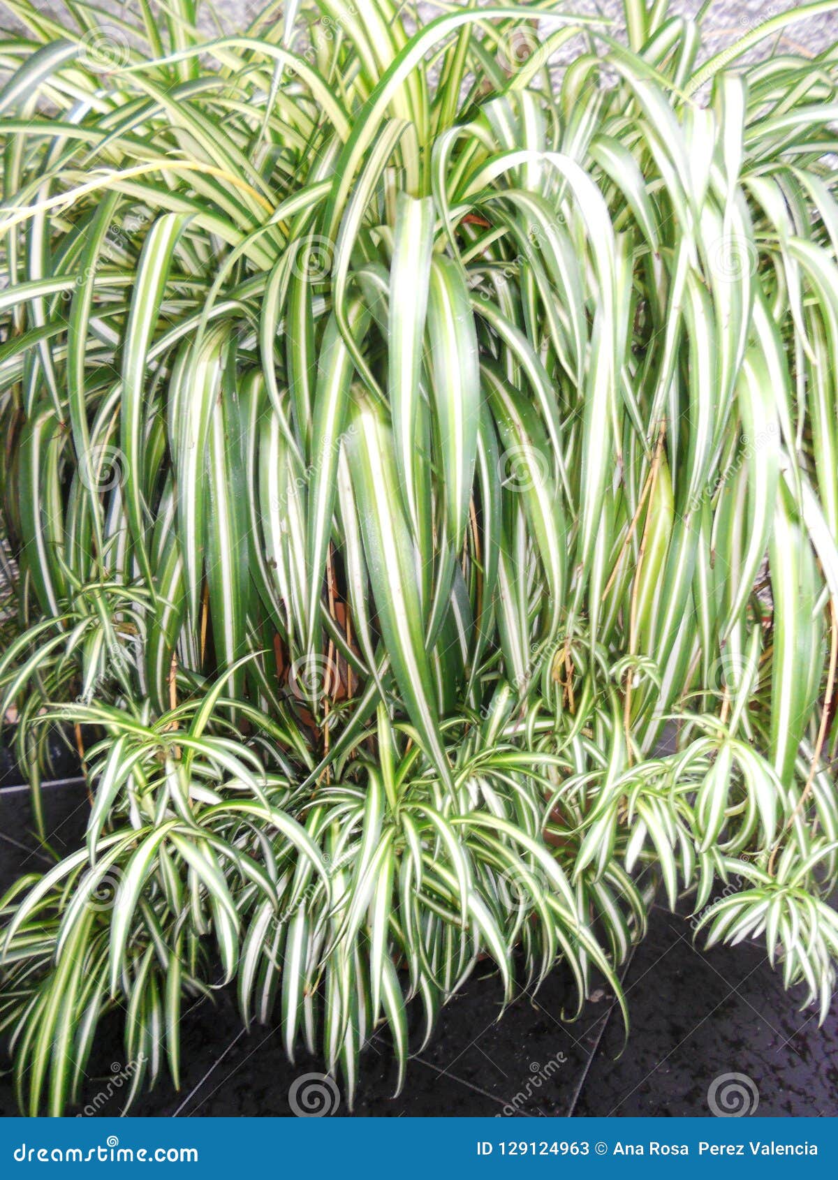bad mother plant
