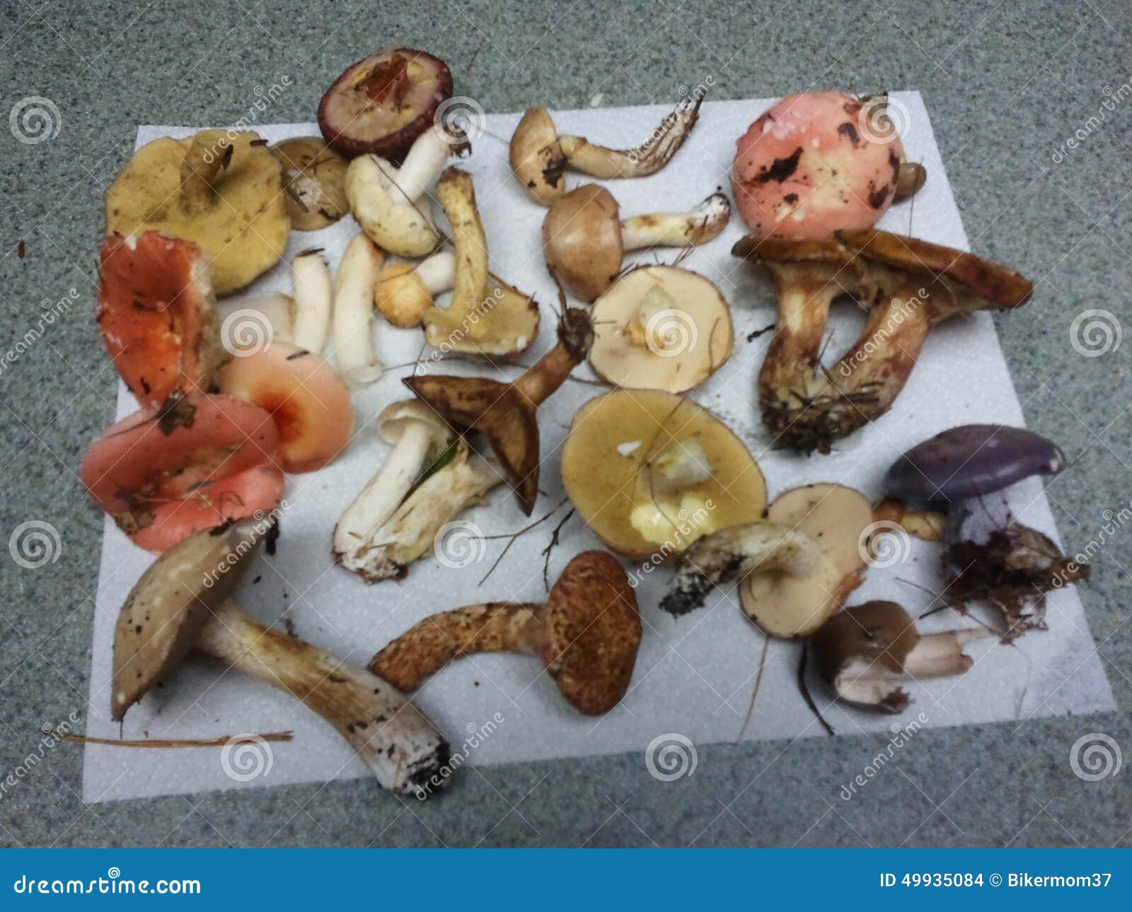 Bad Mushrooms stock photo. Image of table, dirt, pine 49935084